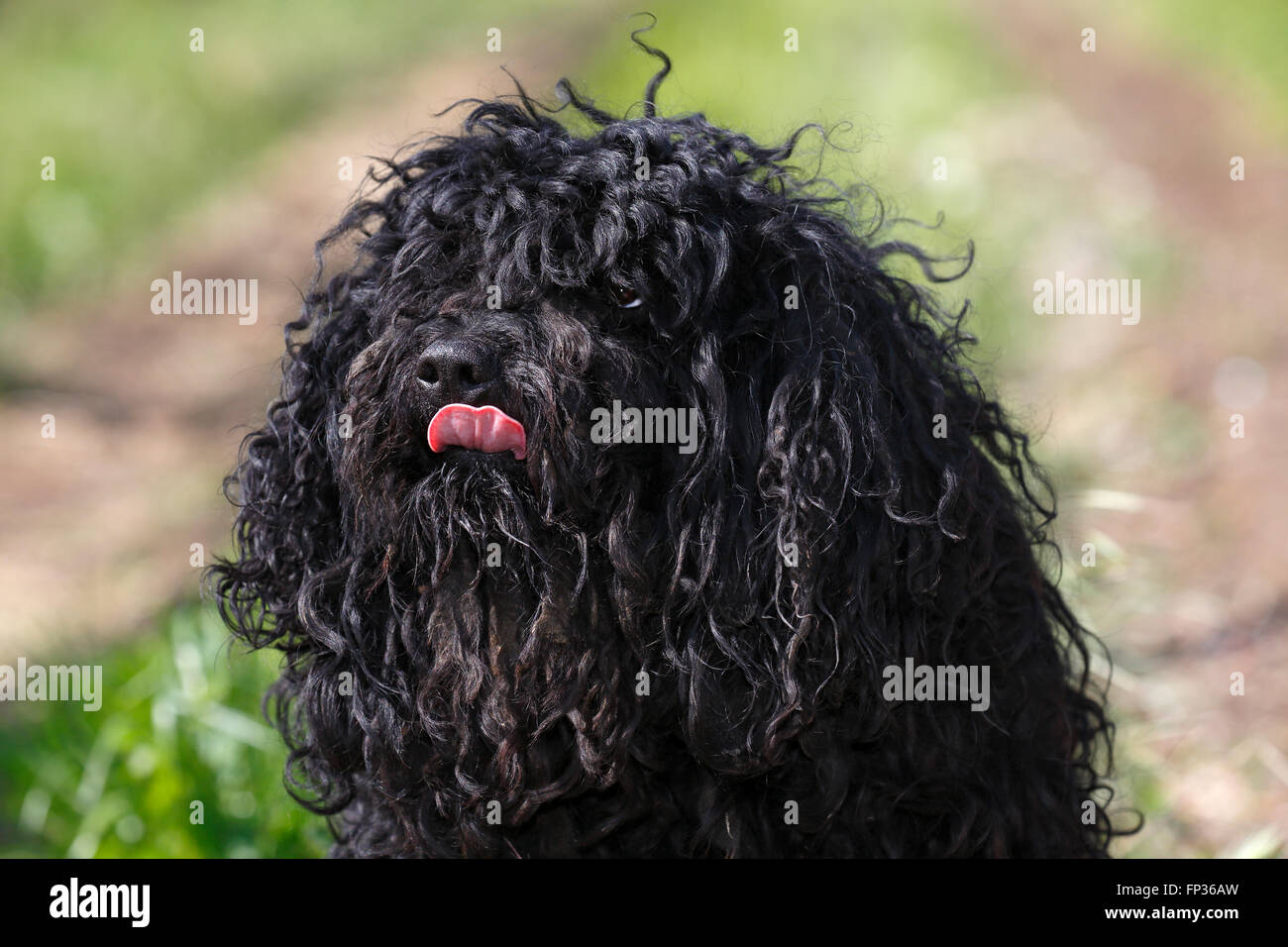 Puli, Hungarian breed of dog, herding dog for sheep (Canis lupus familiaris), portrait, Hungary Stock Photo
