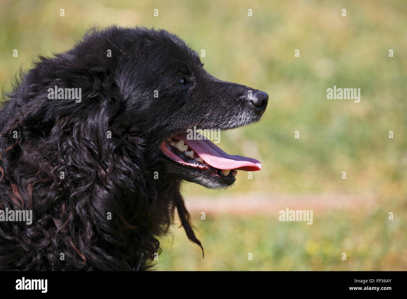 Mudi Dog High Resolution Stock Photography And Images Alamy