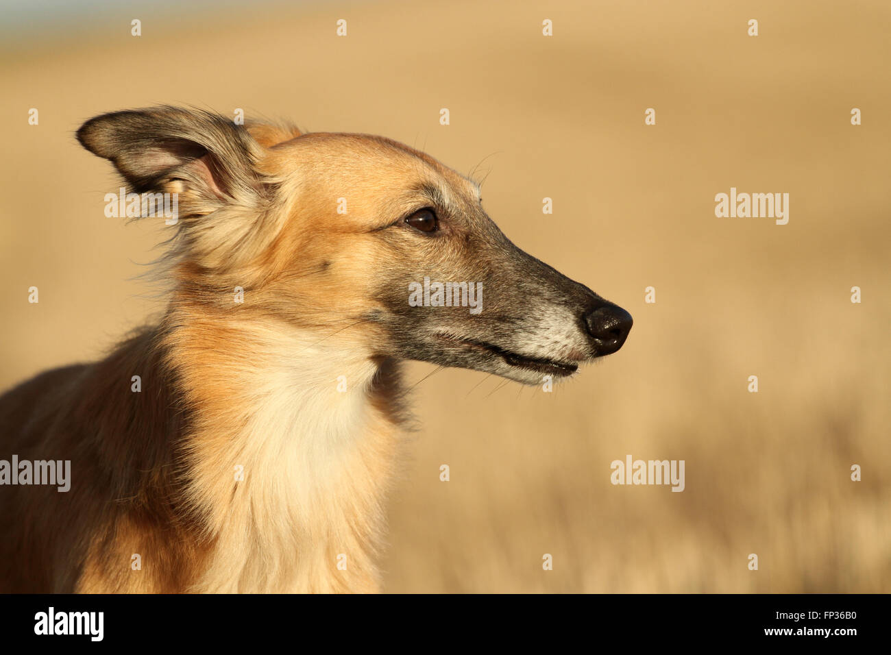 Greyhound Silken Windsprite, portrait Stock Photo