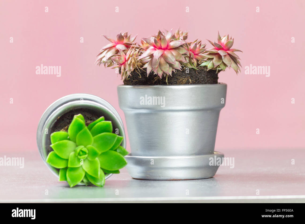 Ruby Heart Hen and Chicks and Graptopetalum Succulent on Pink Background Stock Photo