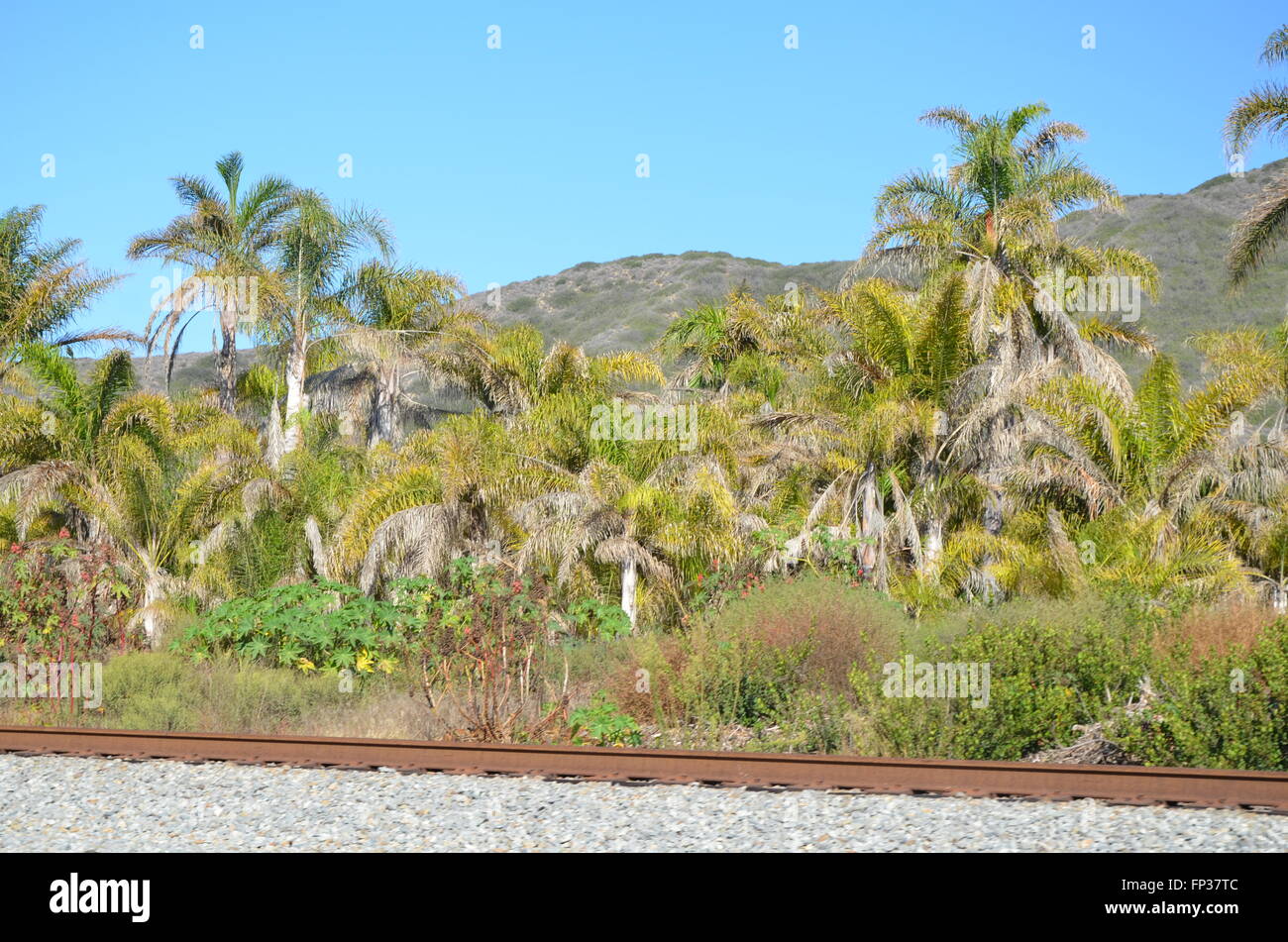 Palm tress line a railroad line next to Ventura Highway 101 north of Ventura in Suthern California Stock Photo