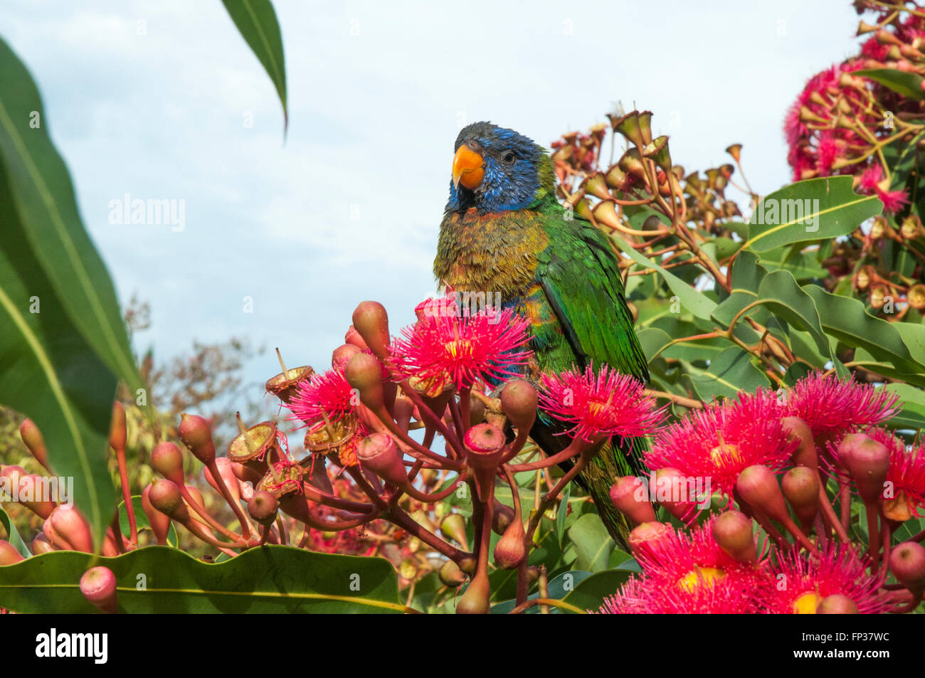 Western Australian Flowering Gum. Planted it a few years ago. Fluoro orange  as bright as Dutch soccer team : r/melbourne