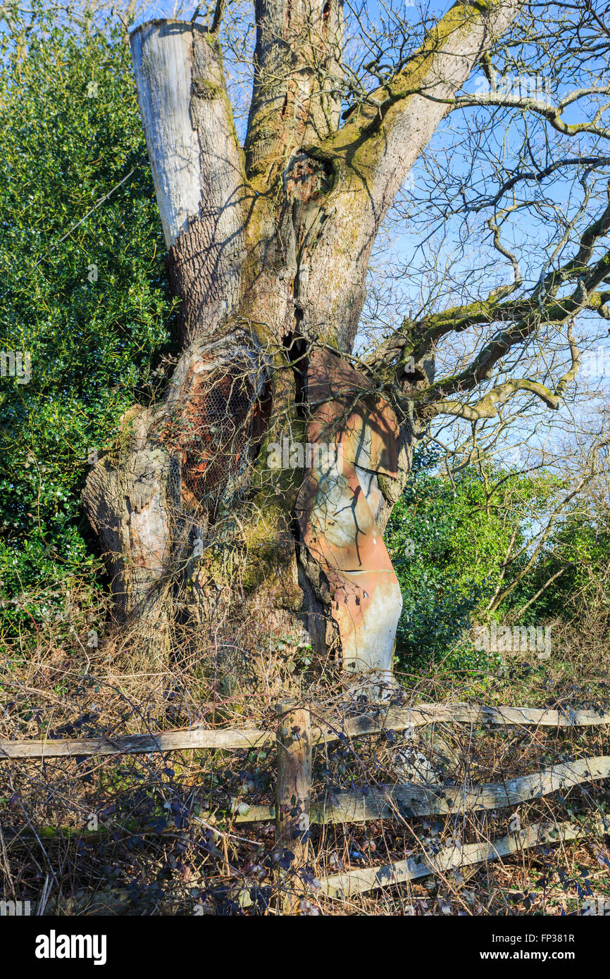 The patched-up Tilford Oak or King's Oak or Novel's Oak, 11th century ...