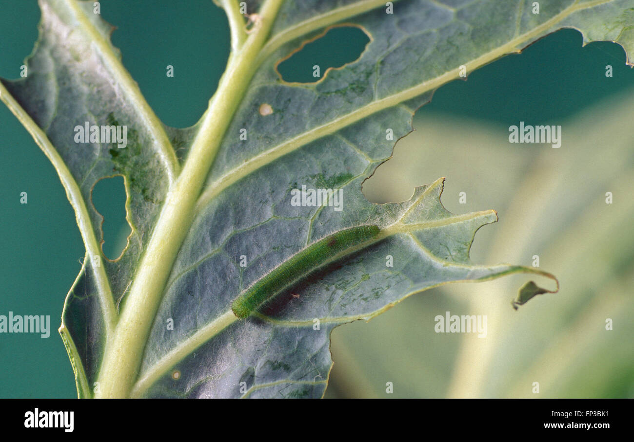 CATERPILLAR OF THE CABBAGE WHITE BUTTERFLY AND THE DAMAGED CAUSED TO A CABBAGE LEAF Stock Photo