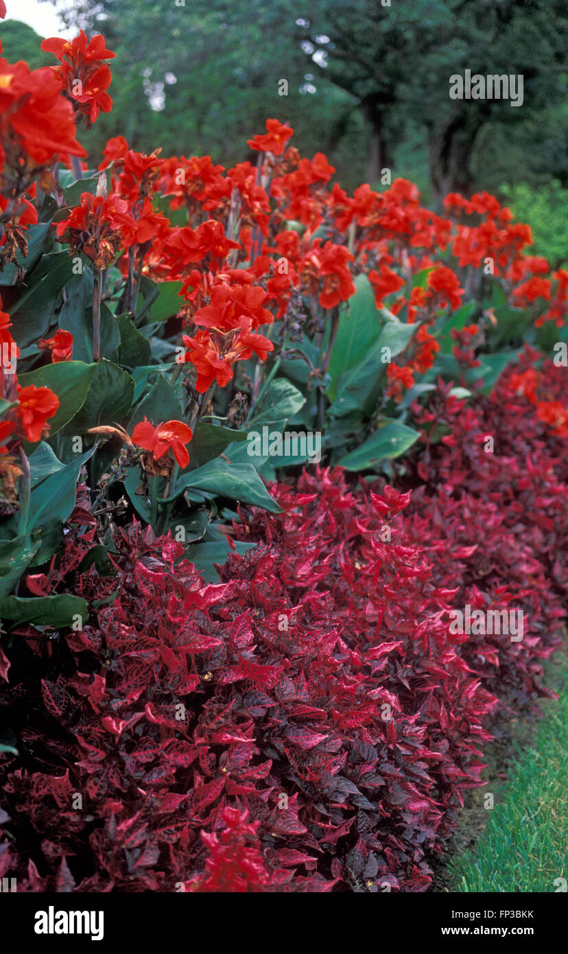 RED CANNA X GENERALIS AND IRESINE LINDENNI SHARE A GARDEN BED, BLUE MOUNTAINS, NEW SOUTH WALES. AUSTRALIA. Stock Photo