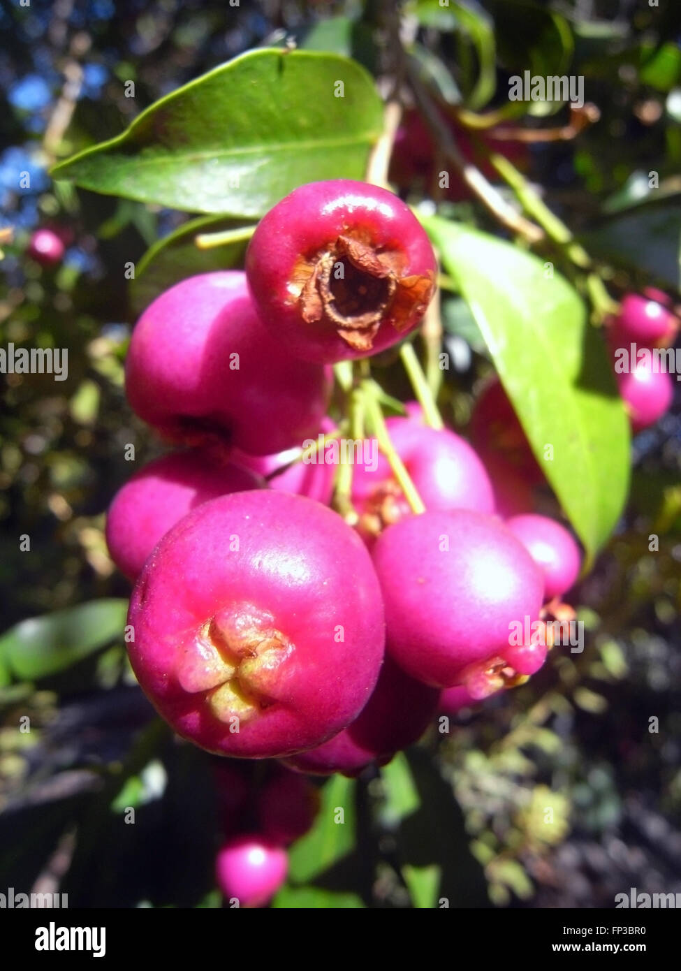 Pink fruit of Australian native Lilly Pilly (Syzygium australe) tree Stock Photo