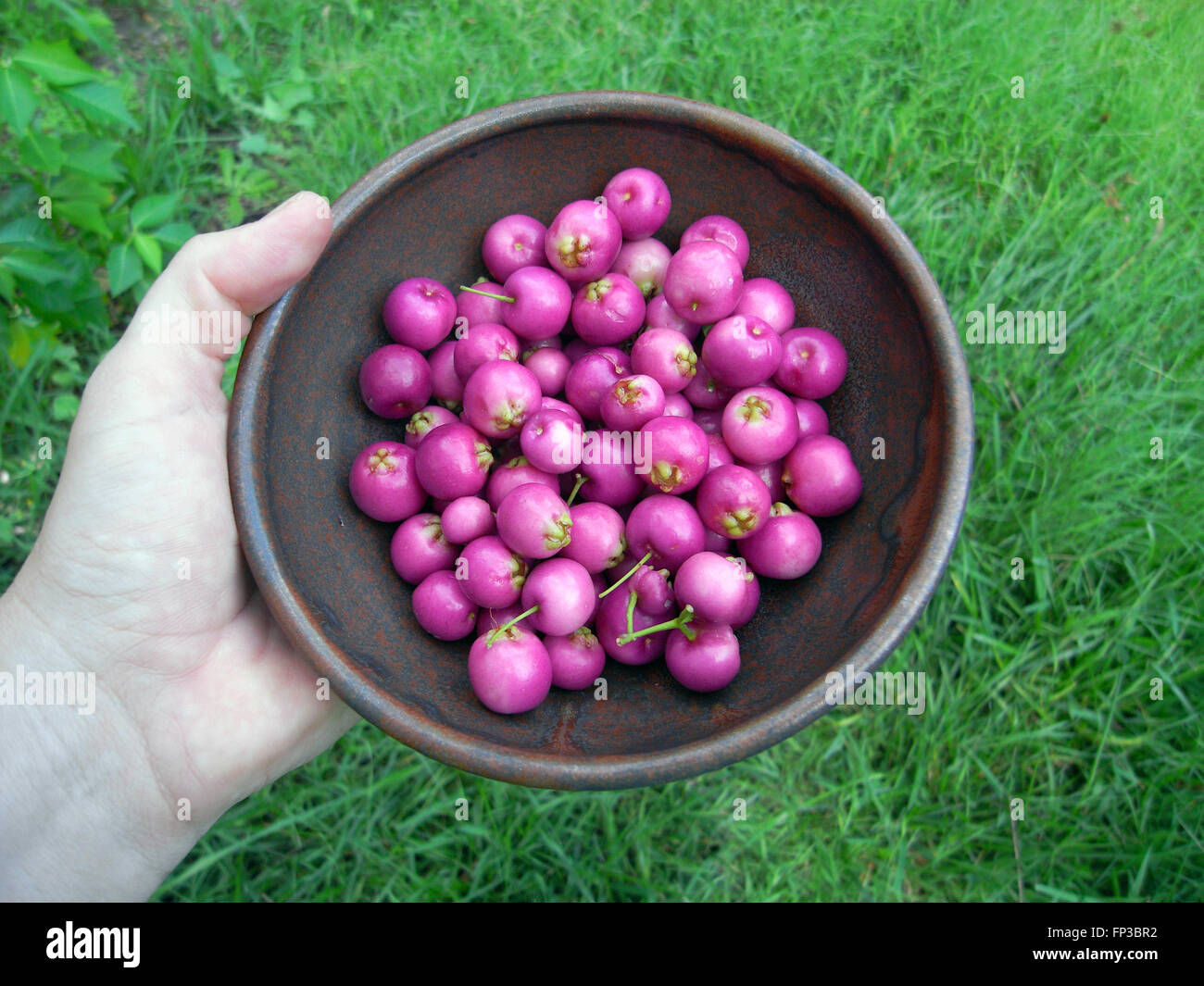 Pink fruit of Australian native Lilly Pilly (Syzygium australe) tree gathered in bowl Stock Photo