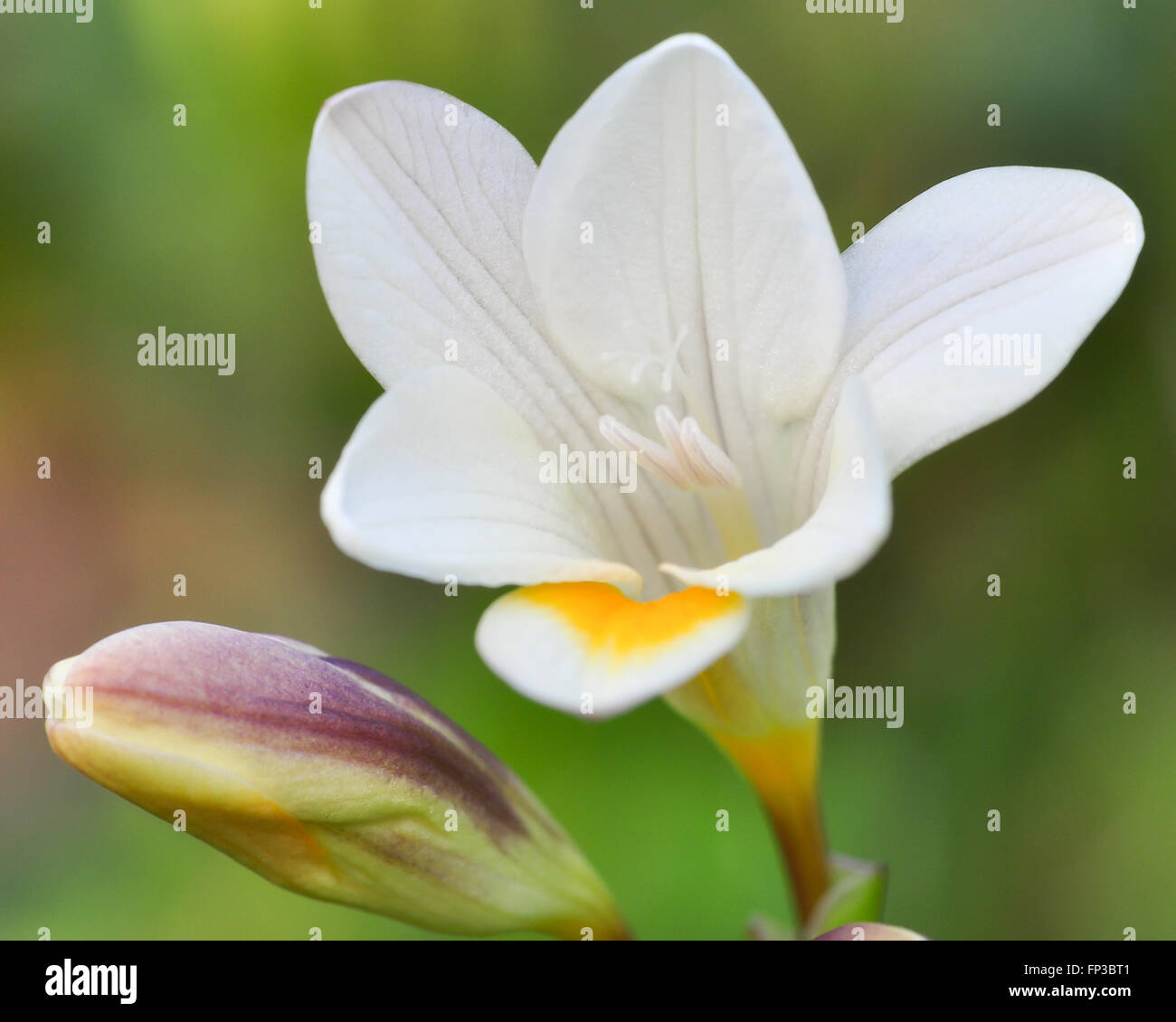 Freesia Flower White and Yellow Stock Photo