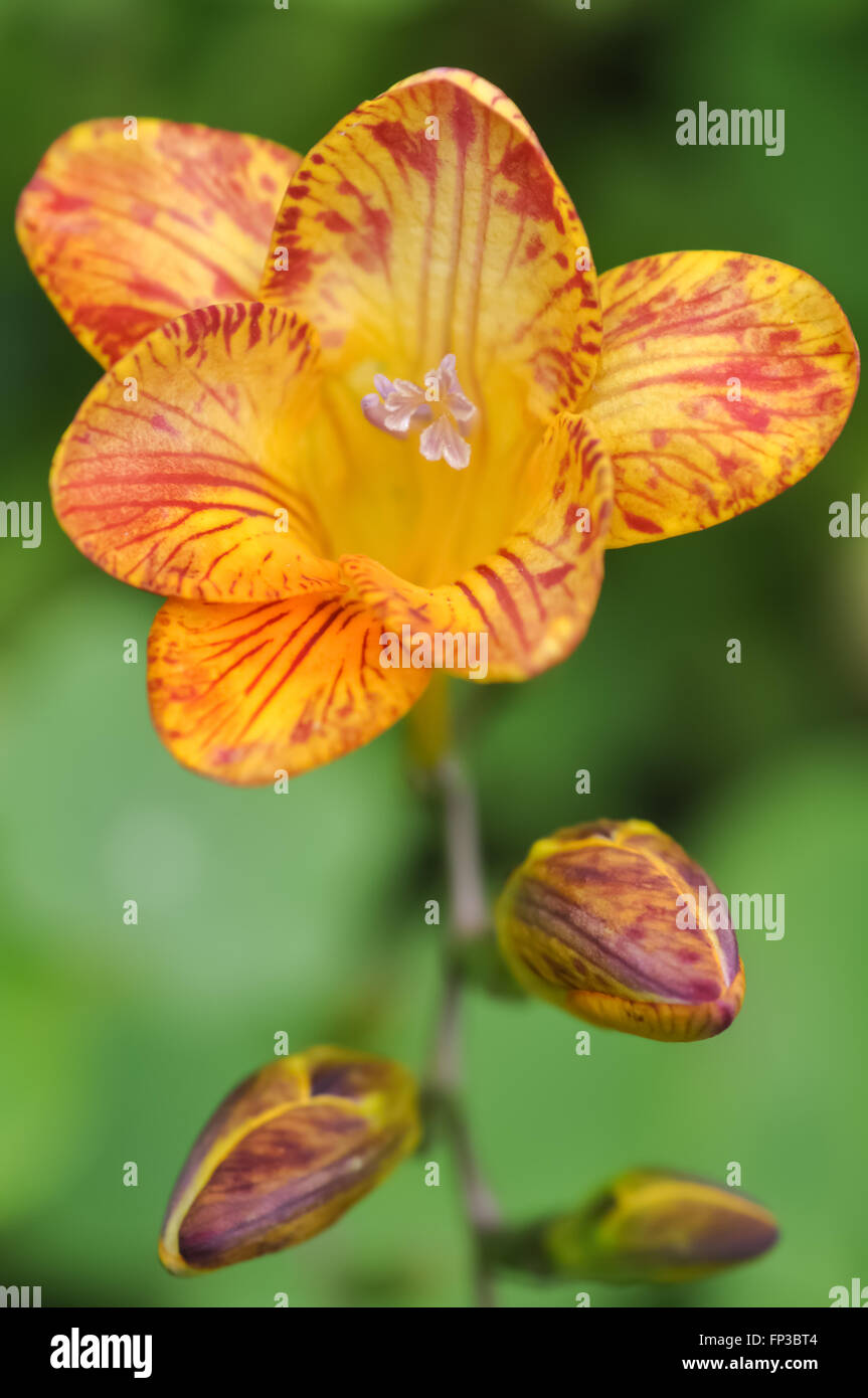 Freesia Flower Yellow and Red Stock Photo