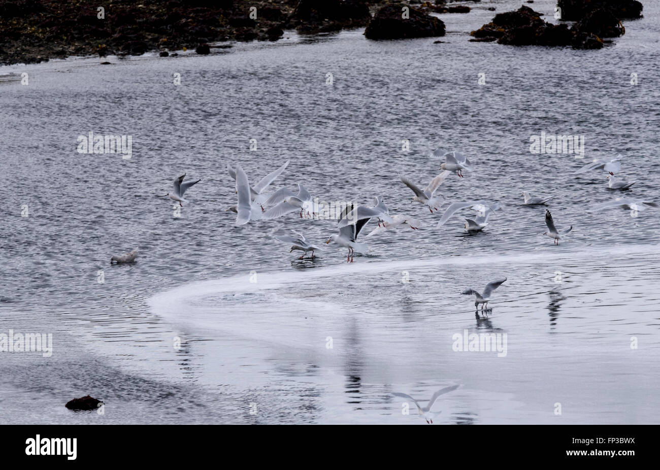 A flock of mixed gulls but with the focus on a Great Black-backed Gull taken at Stykkisholmur, Iceland Stock Photo