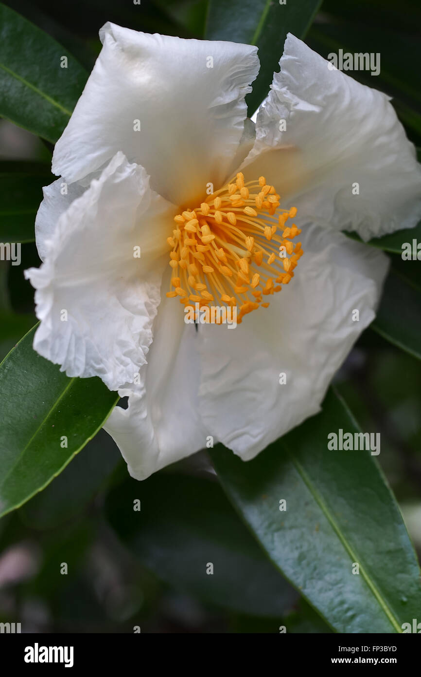 Gordonia Flower Stock Photo