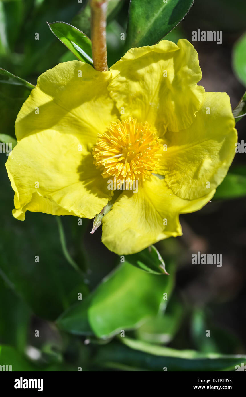 Hibbertia Flower Stock Photo