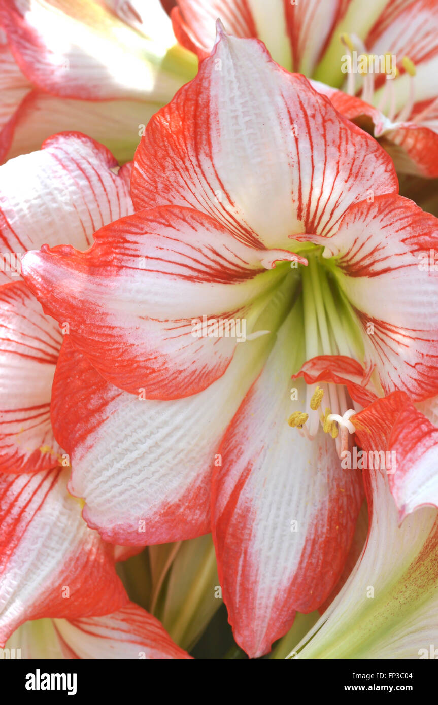 Hippeastrum Flower Red and White Stock Photo