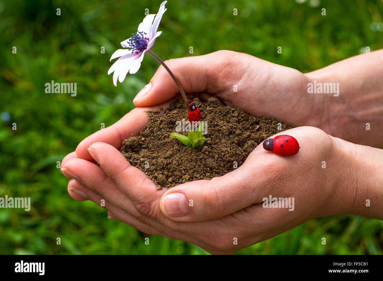 hands tending a flower in the earth Stock Photo - Alamy