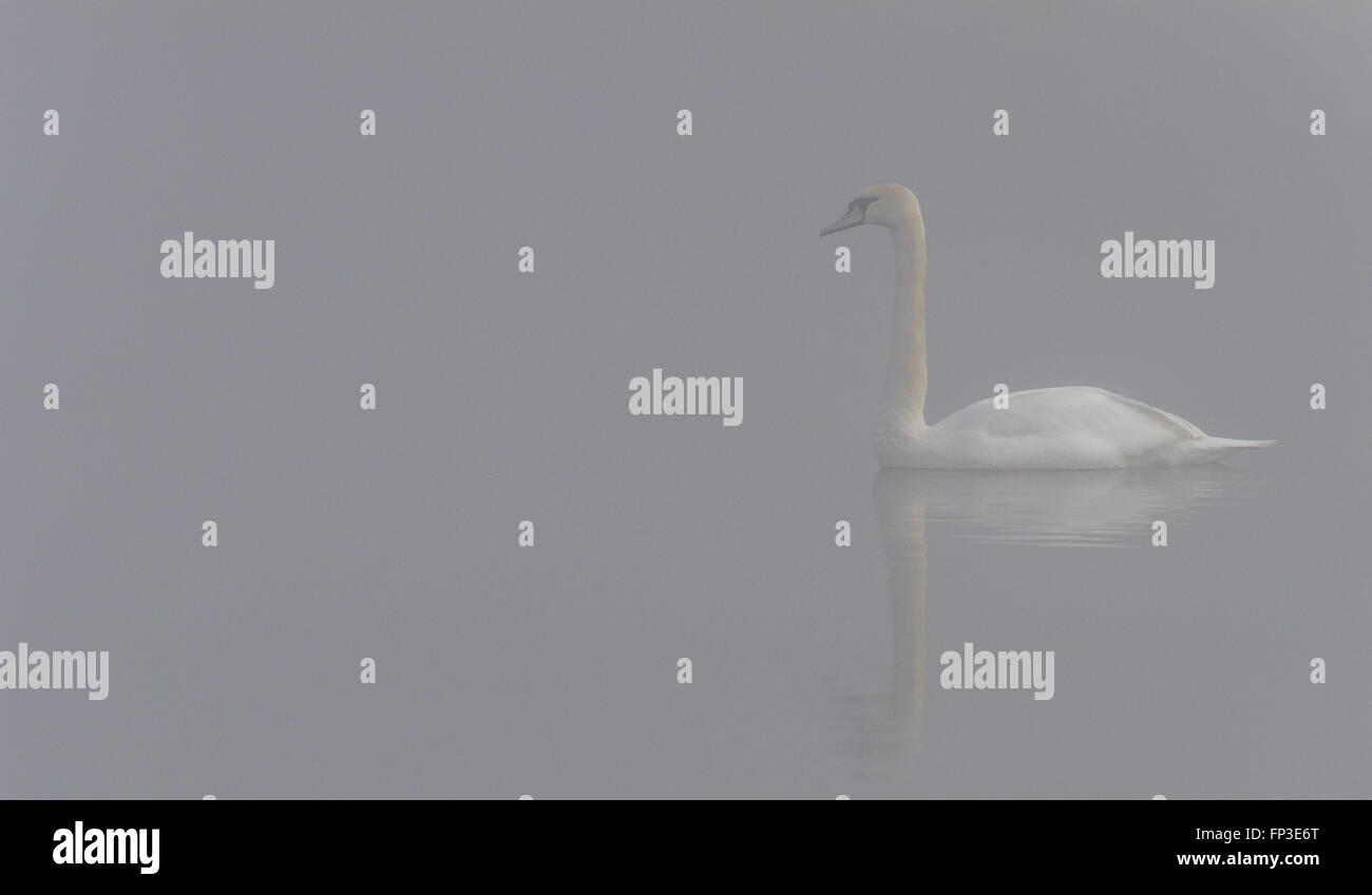 Adult mute swan swimming on a misty lake. Stock Photo