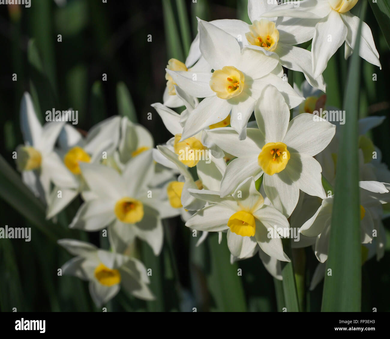 Jonquil Flowers White and Yellow Stock Photo Alamy