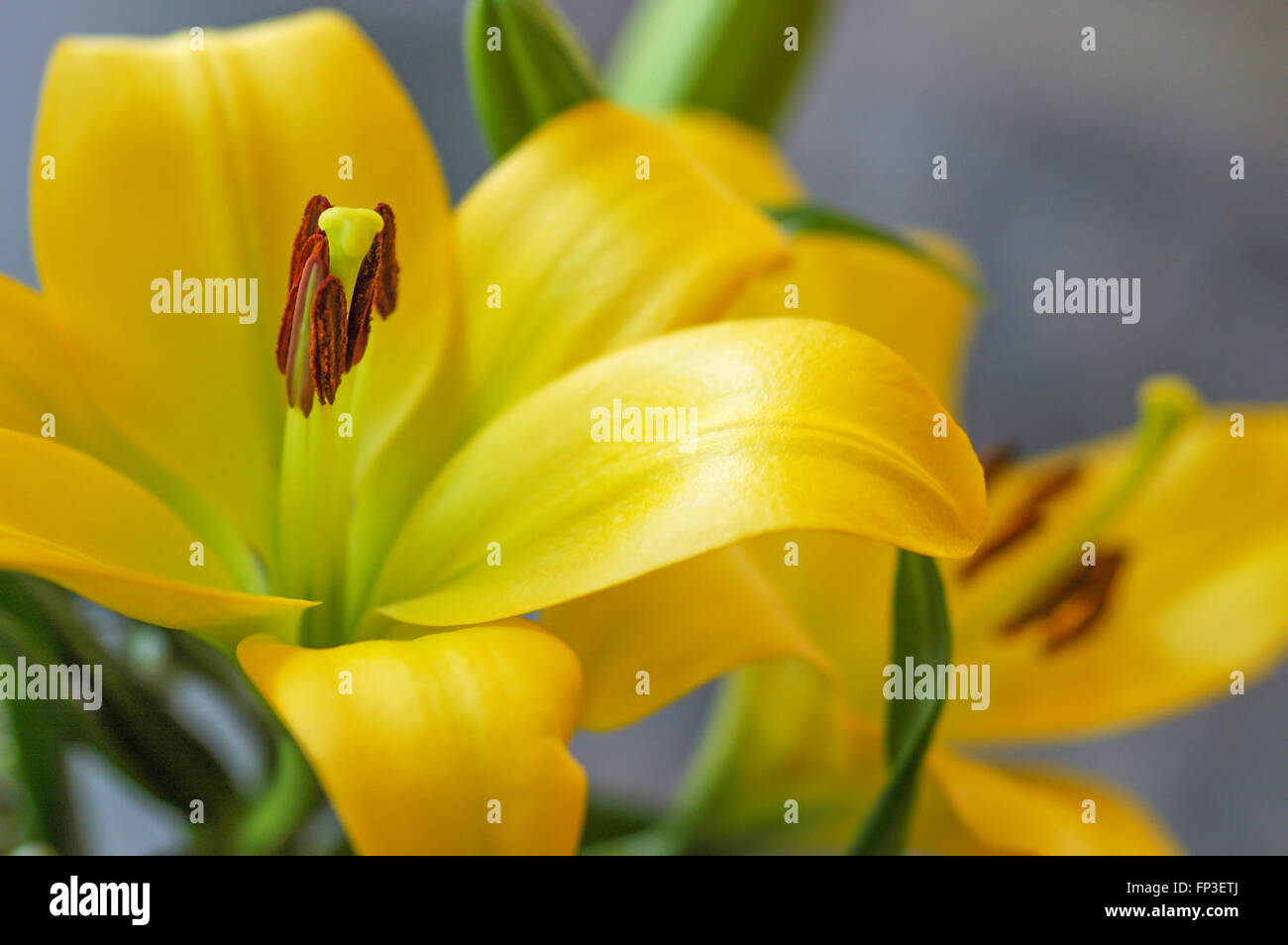 Lilium Flowers Yellow Stock Photo