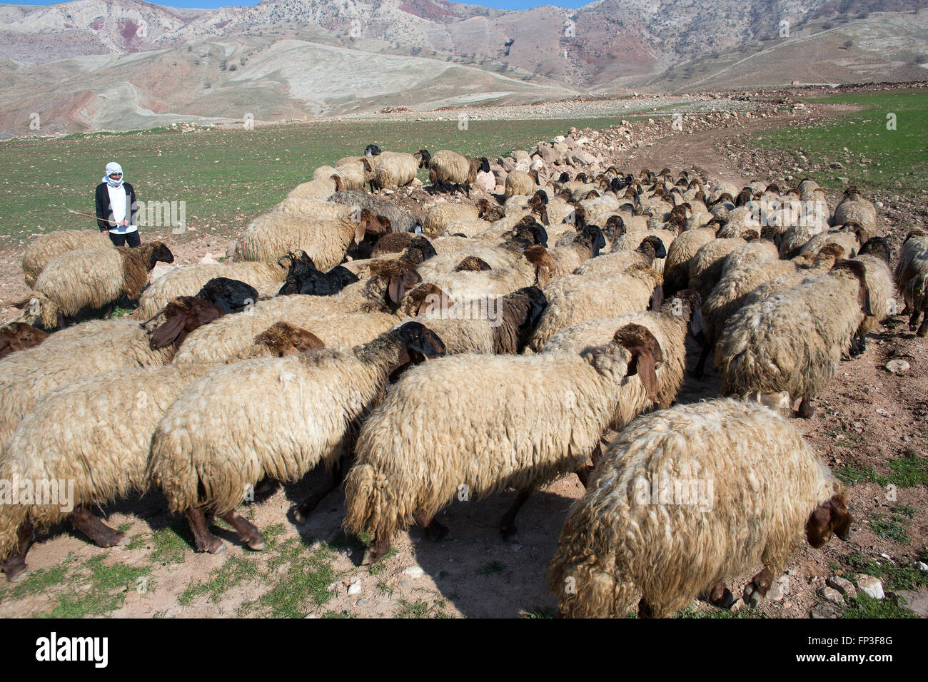 sheep shepherd in Northern Iraq Stock Photo - Alamy