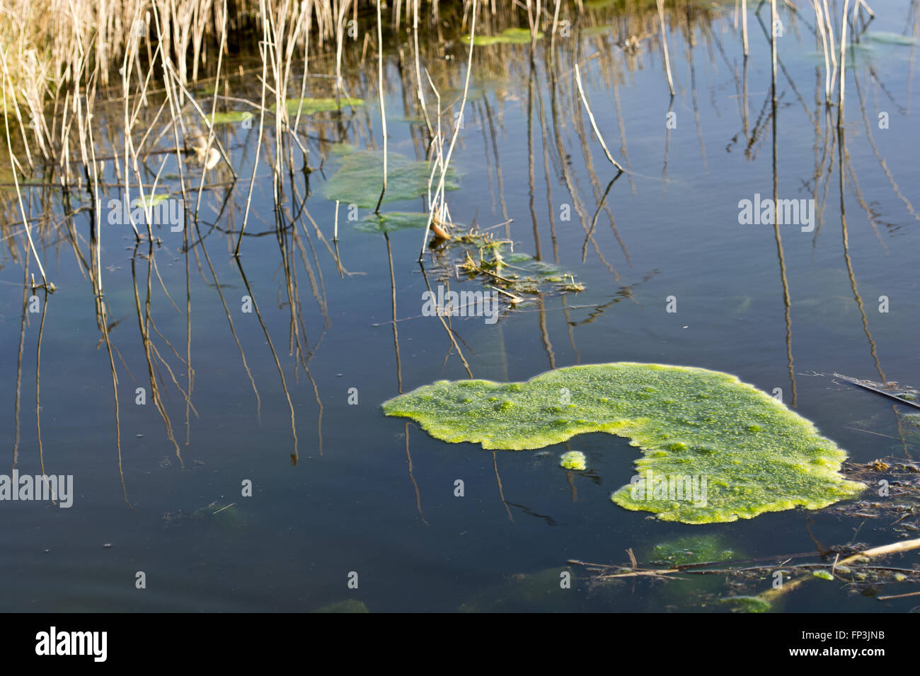 small patch of green Blanket Weed Cladophora sp. Mats of floating aquatic algae on the surface Stock Photo