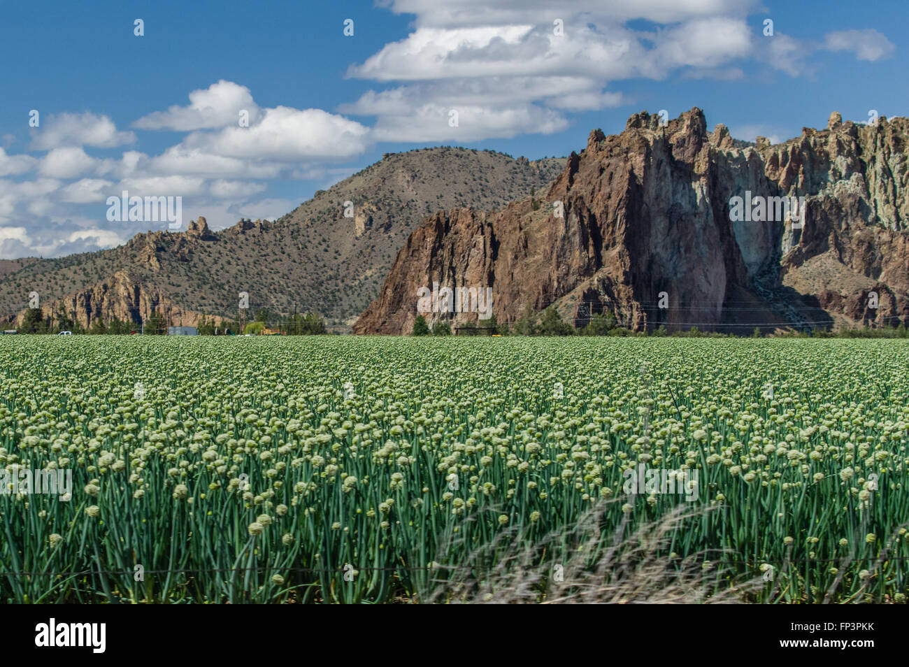 Onion field in bloom hi-res stock photography and images - Alamy