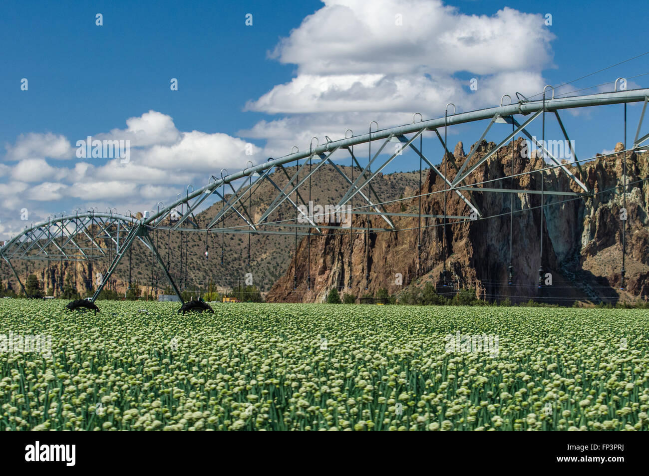 Field of onion plants in flower grown to produce onion seed. Eastern
