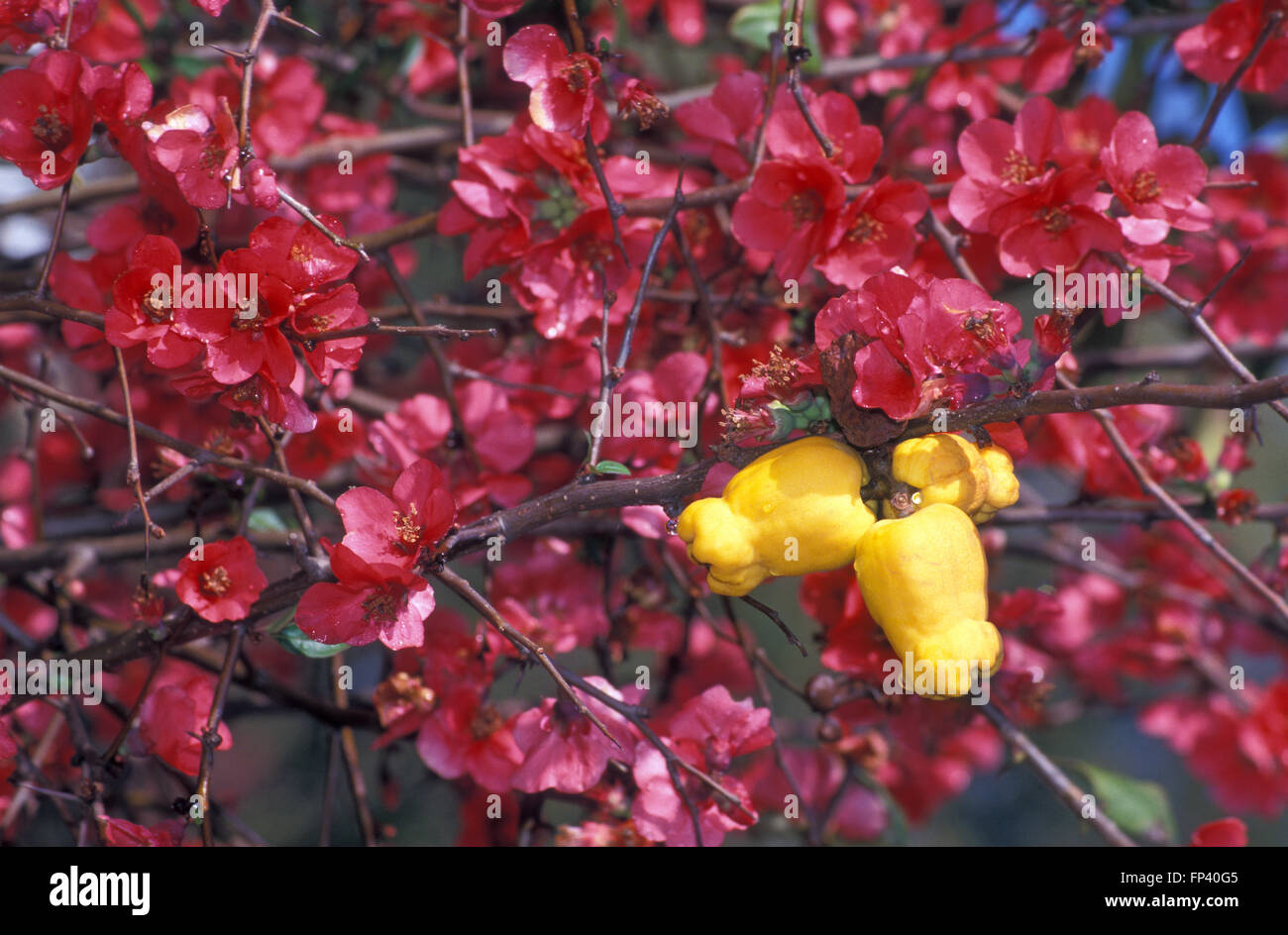 CHAENOMELES IN FLOWER COMMONLY KNOWN AS FLOWERING QUINCE OR JAPANESE FLOWERING QUINCE. Stock Photo
