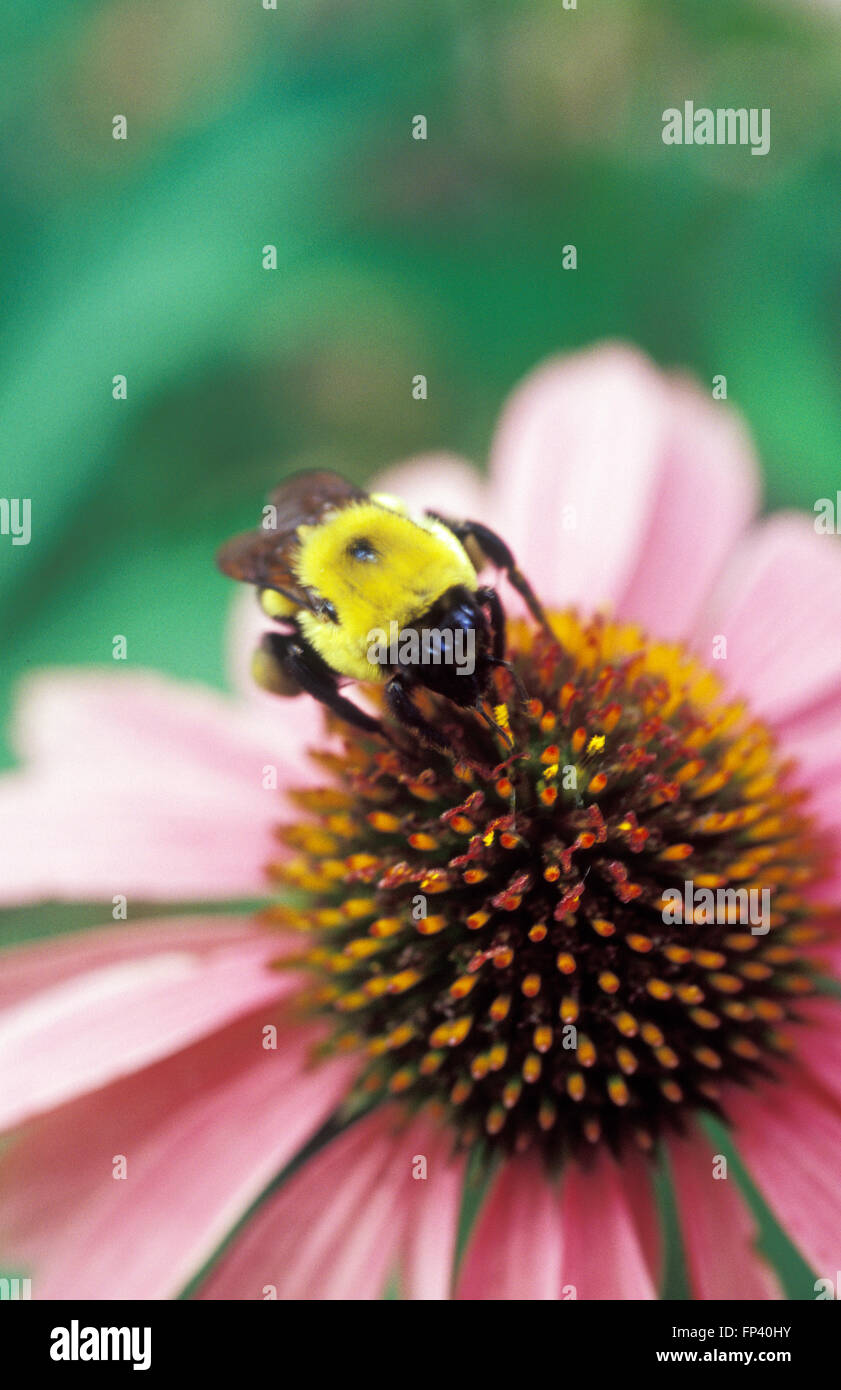 HONEY BEE ON PURPLE CONEFLOWER (ECHINACEA PURPUREA Stock Photo Alamy