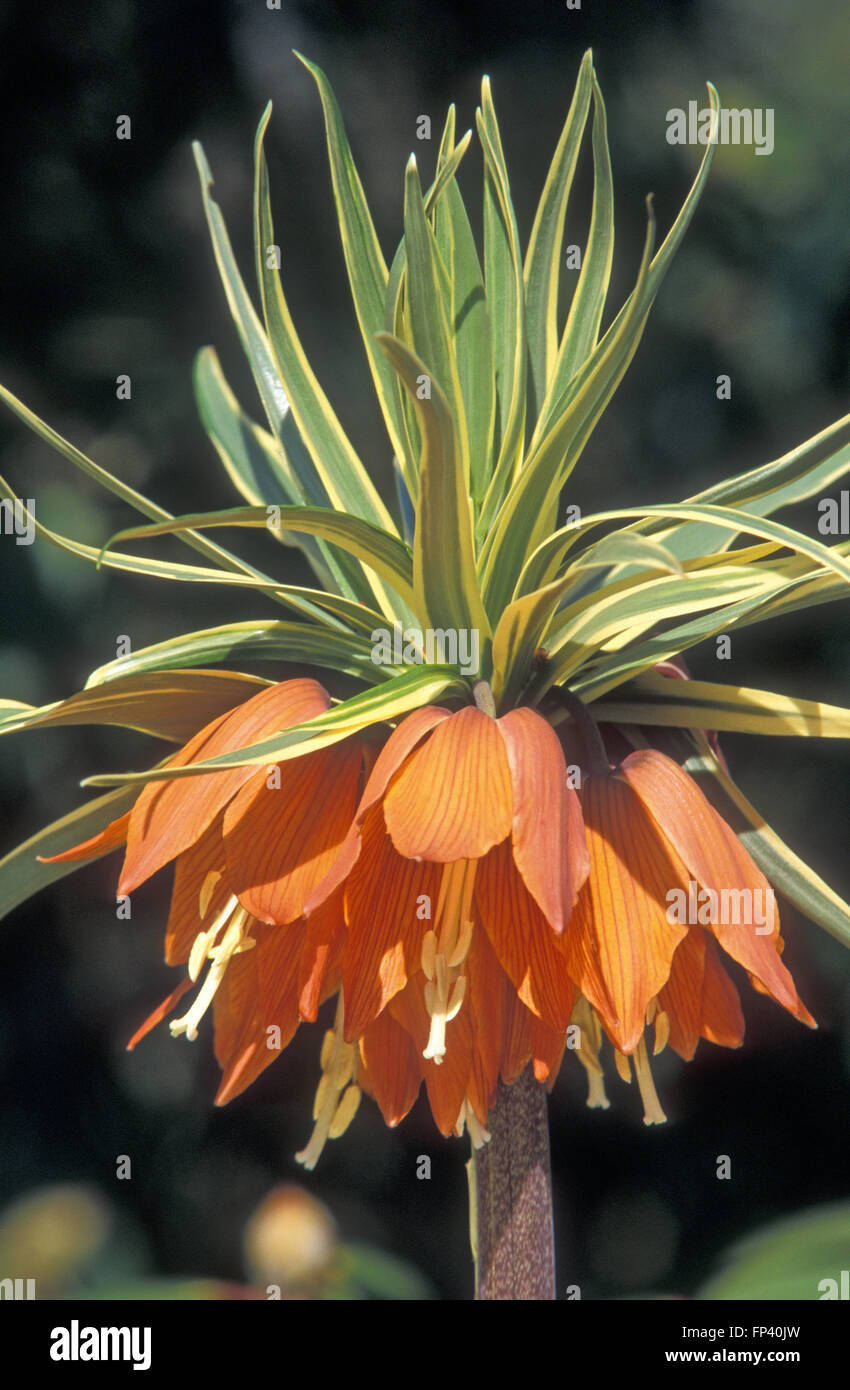 FRITILLARIA IMPERIALIS 'ARGENTEO VARIEGATA'  COMMONLY KNOWN AS CROWN IMPERIAL, IMPERIAL FRITILLARY OR KAISER'S CROWN Stock Photo