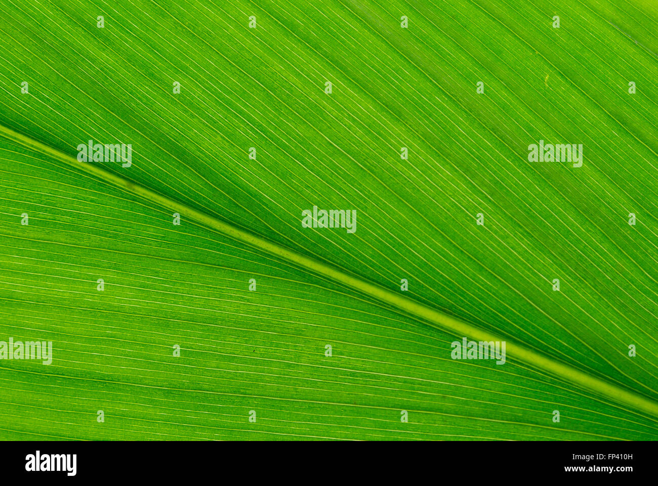 Texture background of backlight fresh green Leaf Stock Photo - Alamy