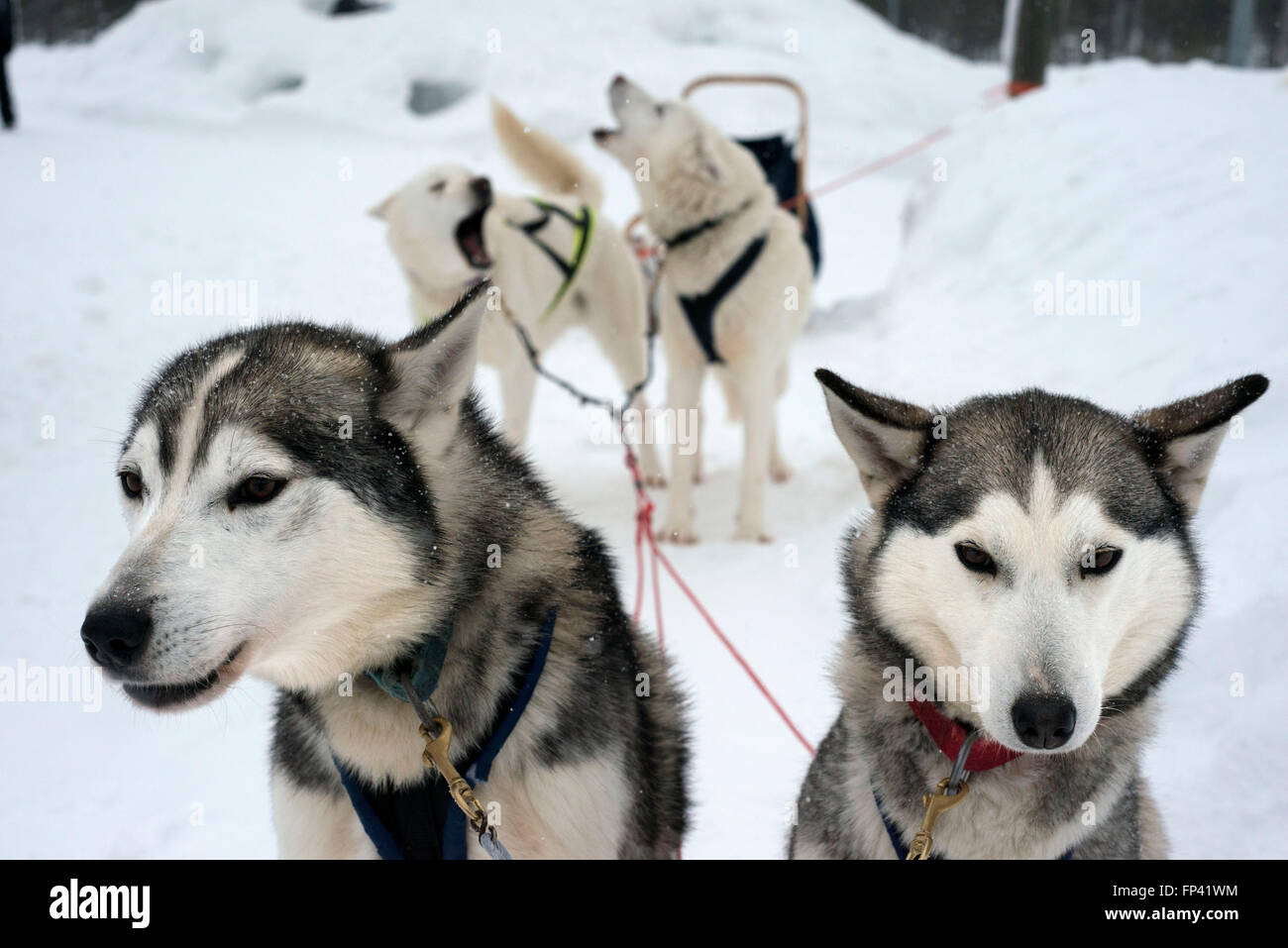 Salla husky safari. Lapland, Finland. Before the safari our guide will give you a driving lesson and tell you how to handle the Stock Photo
