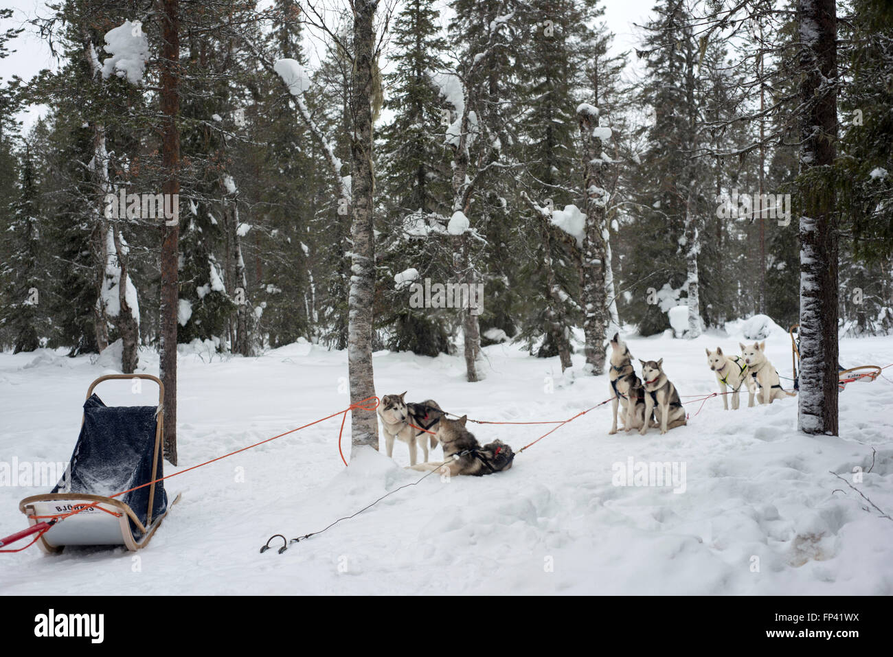 Salla husky safari. Lapland, Finland. Before the safari our guide will give you a driving lesson and tell you how to handle the Stock Photo