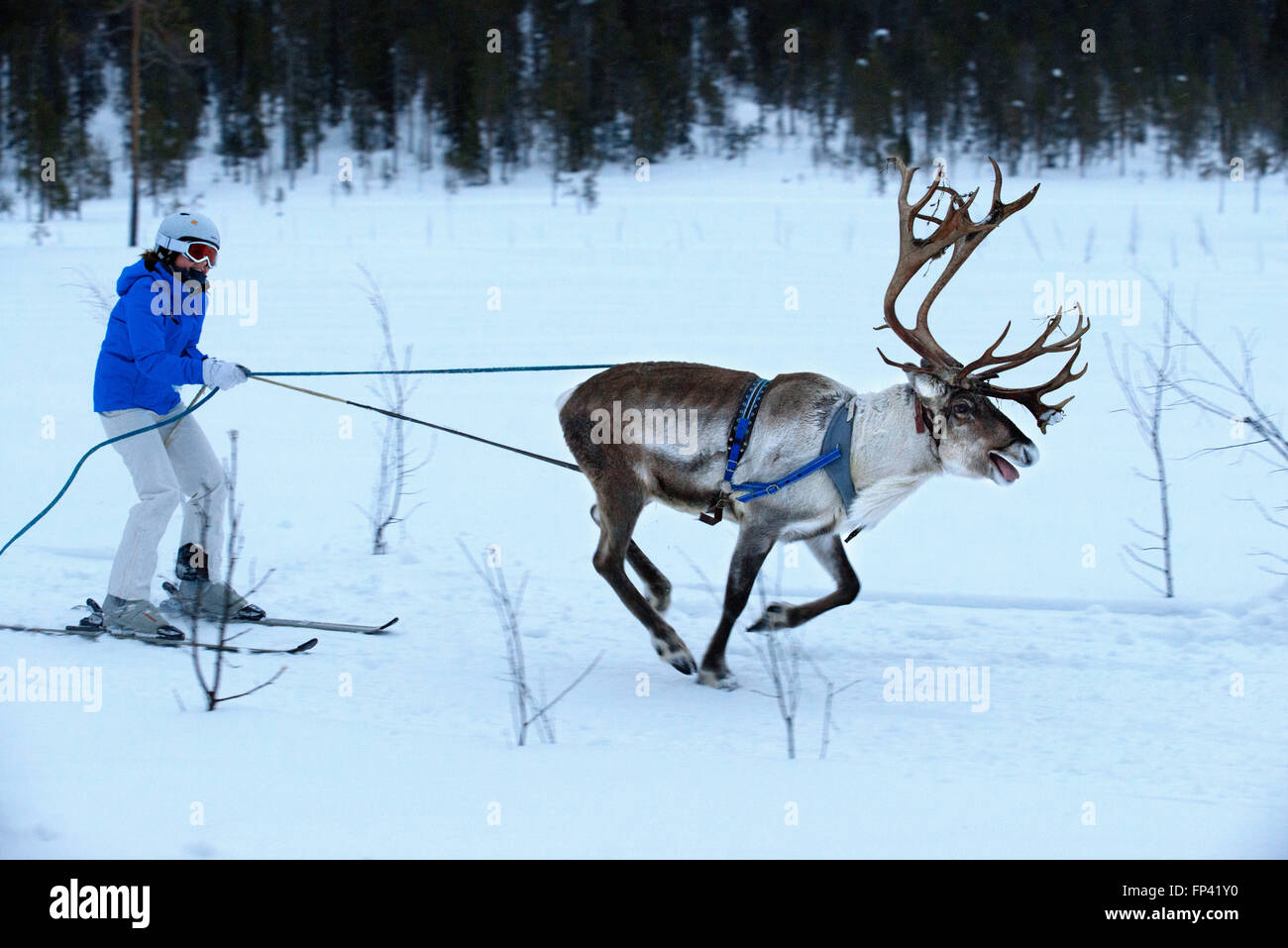 Salla ski resort. Skiing with reindeers. Salla, Lapland, Finland. Race. Winter means reindeer games in some of the chillier part Stock Photo