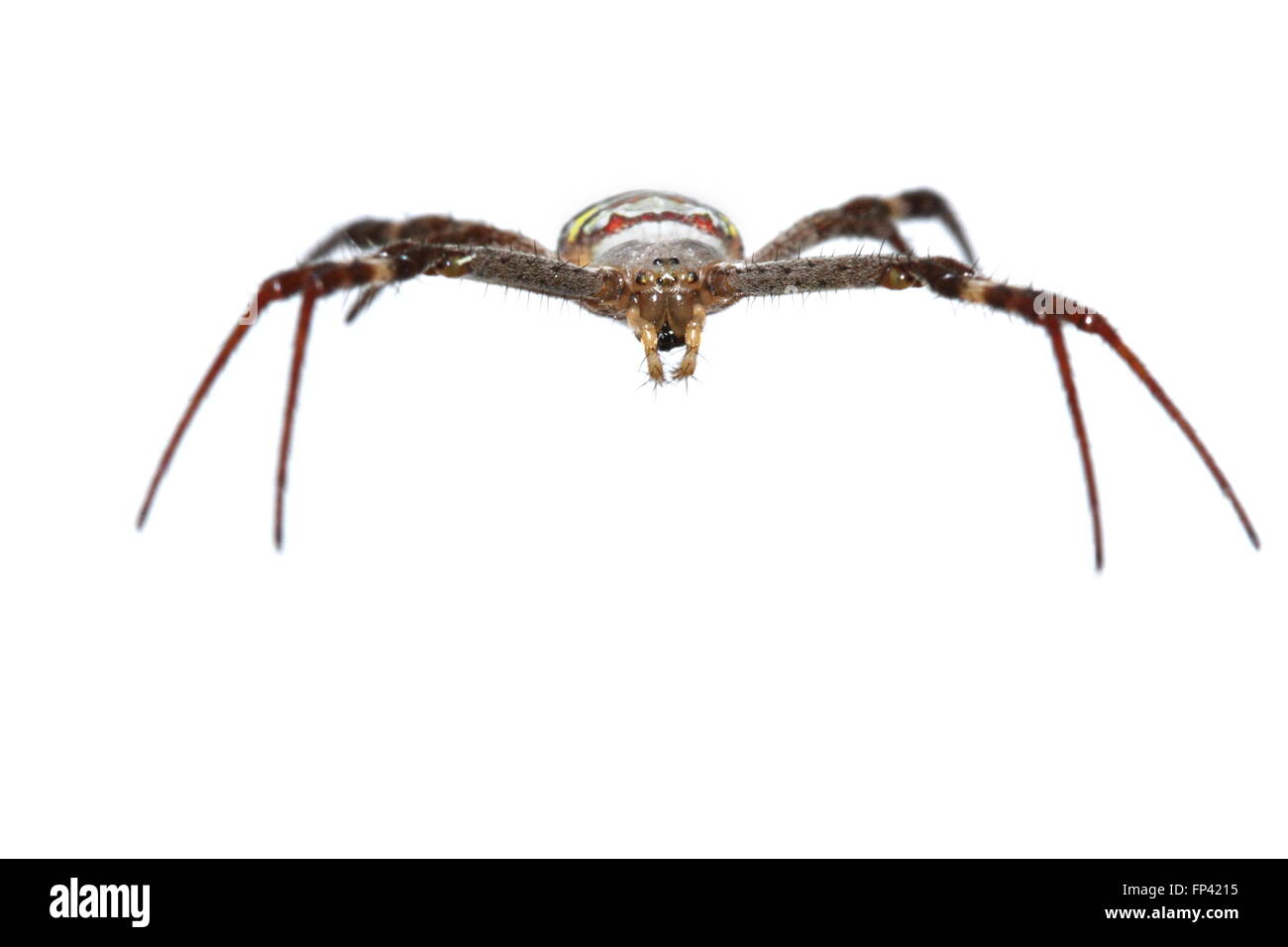 St David's Cross spider photographed against a white background and prepared for cut-out Stock Photo