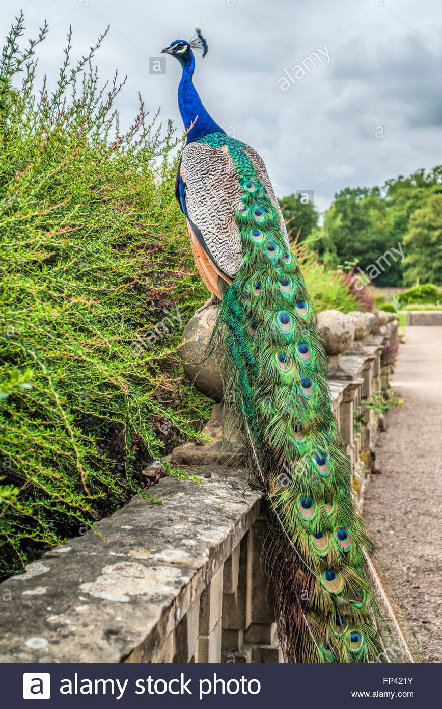 Colourful Peacock At The Garden Newstead Abbey Nottinghamshire