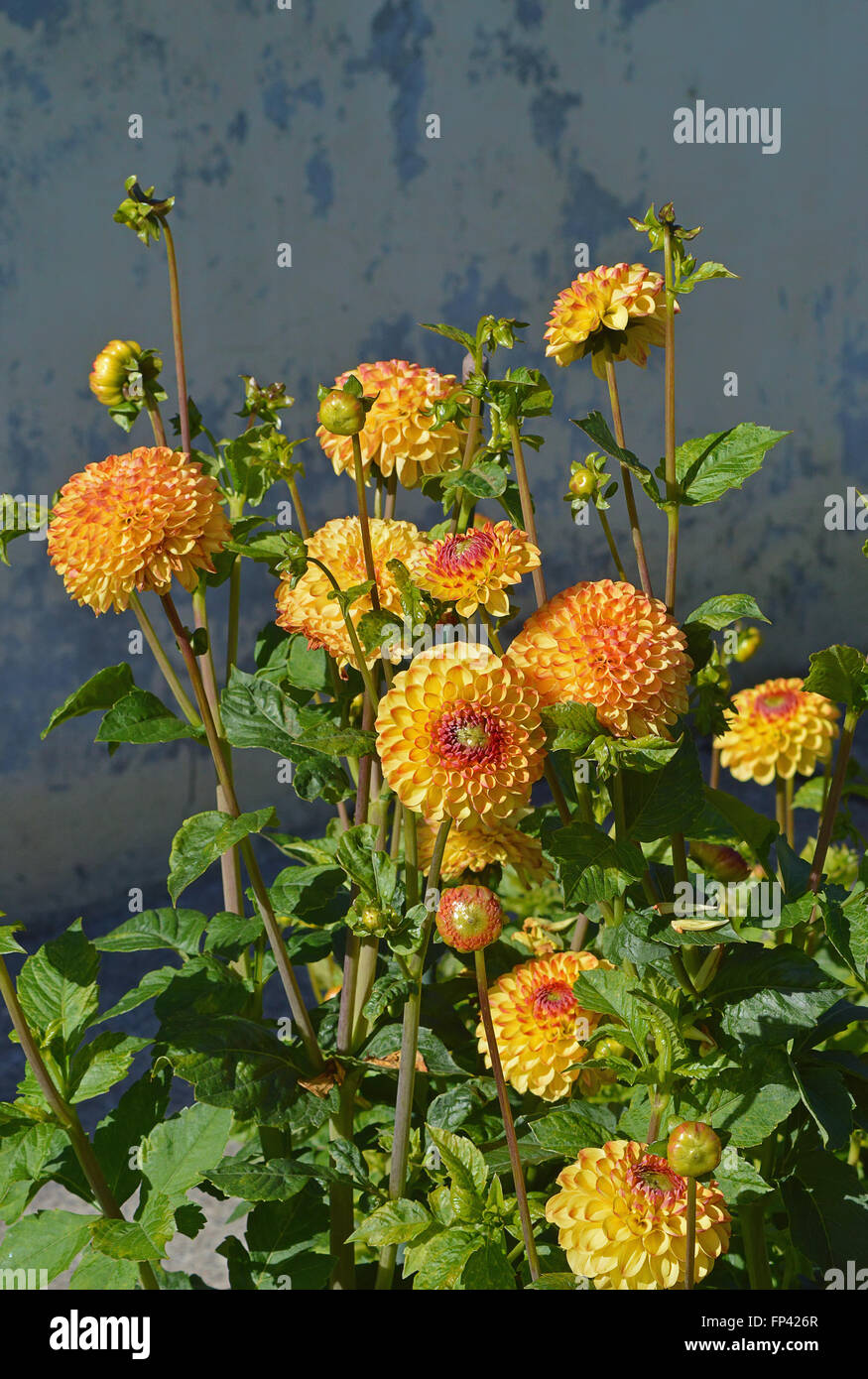 Yellow dahlias in the garden Stock Photo Alamy