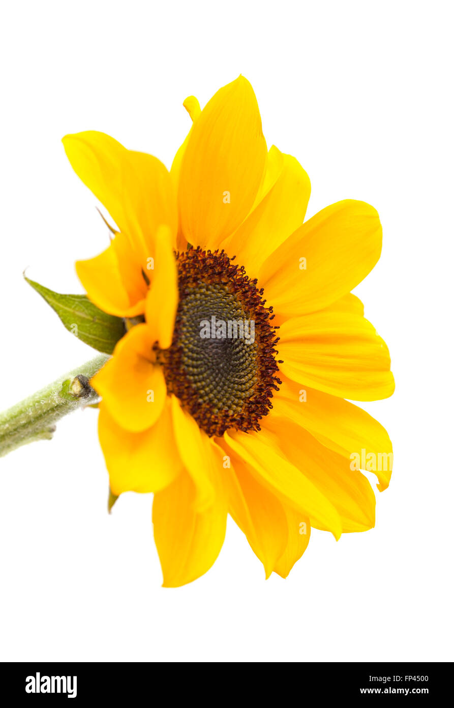 bright yellow sunflower isolated on white background Stock Photo - Alamy