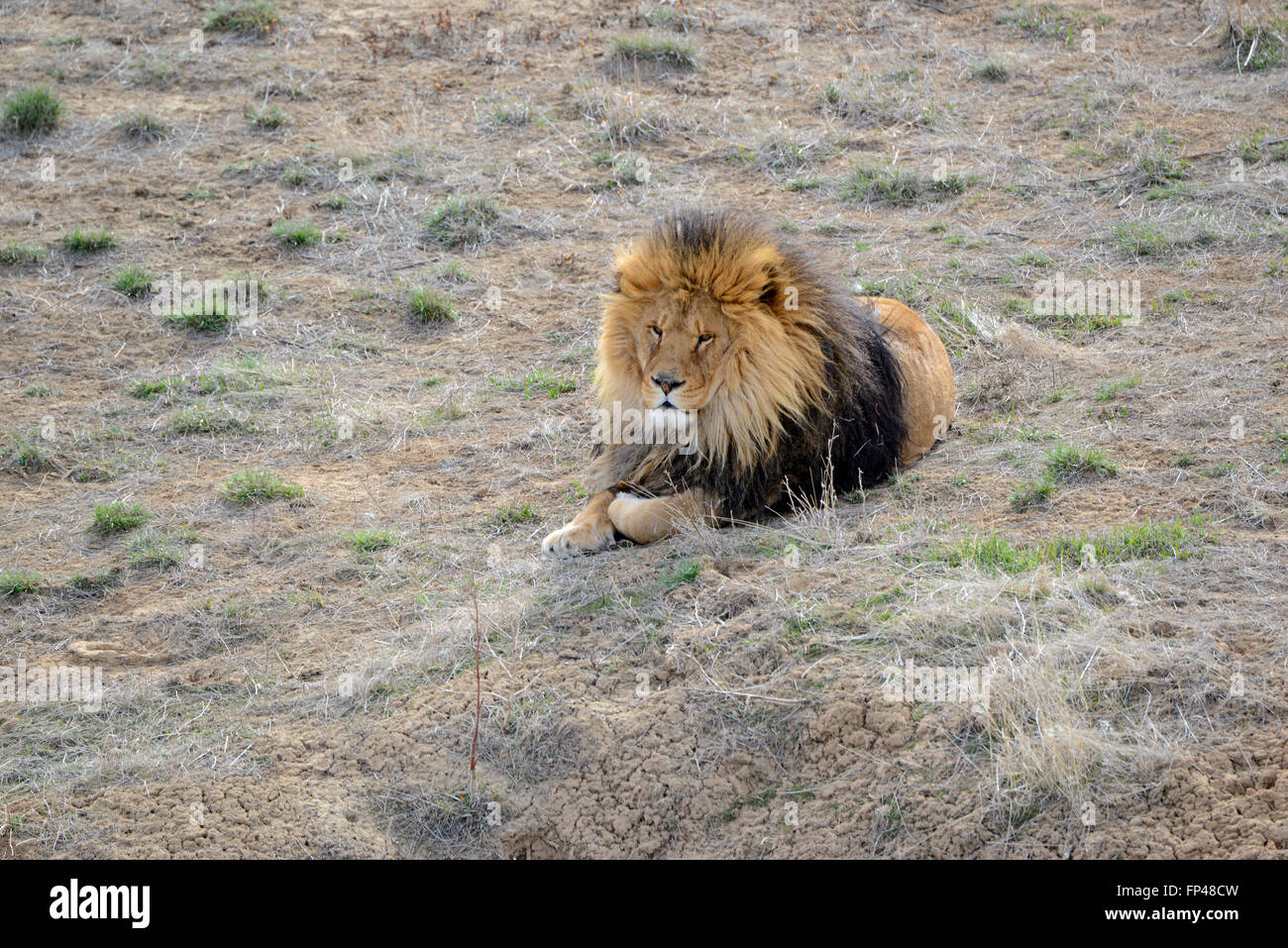 Male lion in grasslands setting Stock Photo Alamy
