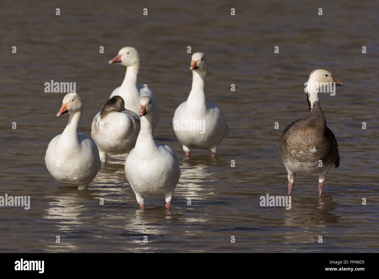 Snow Geese, (Chen caerulescens), both white and blue phase.  Bosque del Apache National Wildlife Refuge, New Mexico, USA. Stock Photo