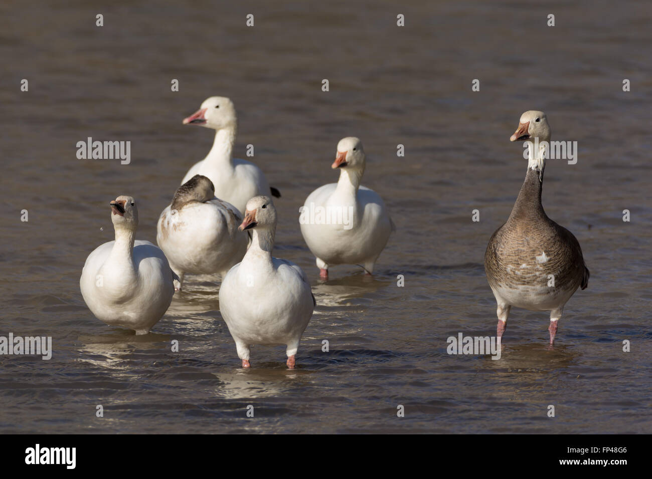 Snow Geese, (Chen caerulescens), both white and blue phase.  Bosque del Apache National Wildlife Refuge, New Mexico, USA. Stock Photo