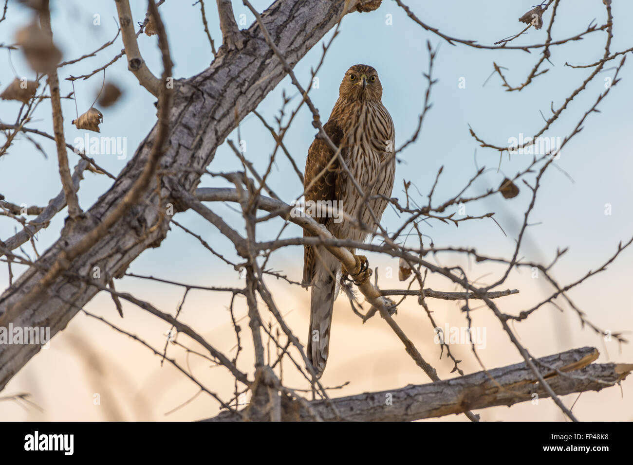Immature Cooper's Hawk, (Accipiter cooperii), Bosque del Apache National Wildlife refuge, Socorro co., New Mexico, USA. Stock Photo