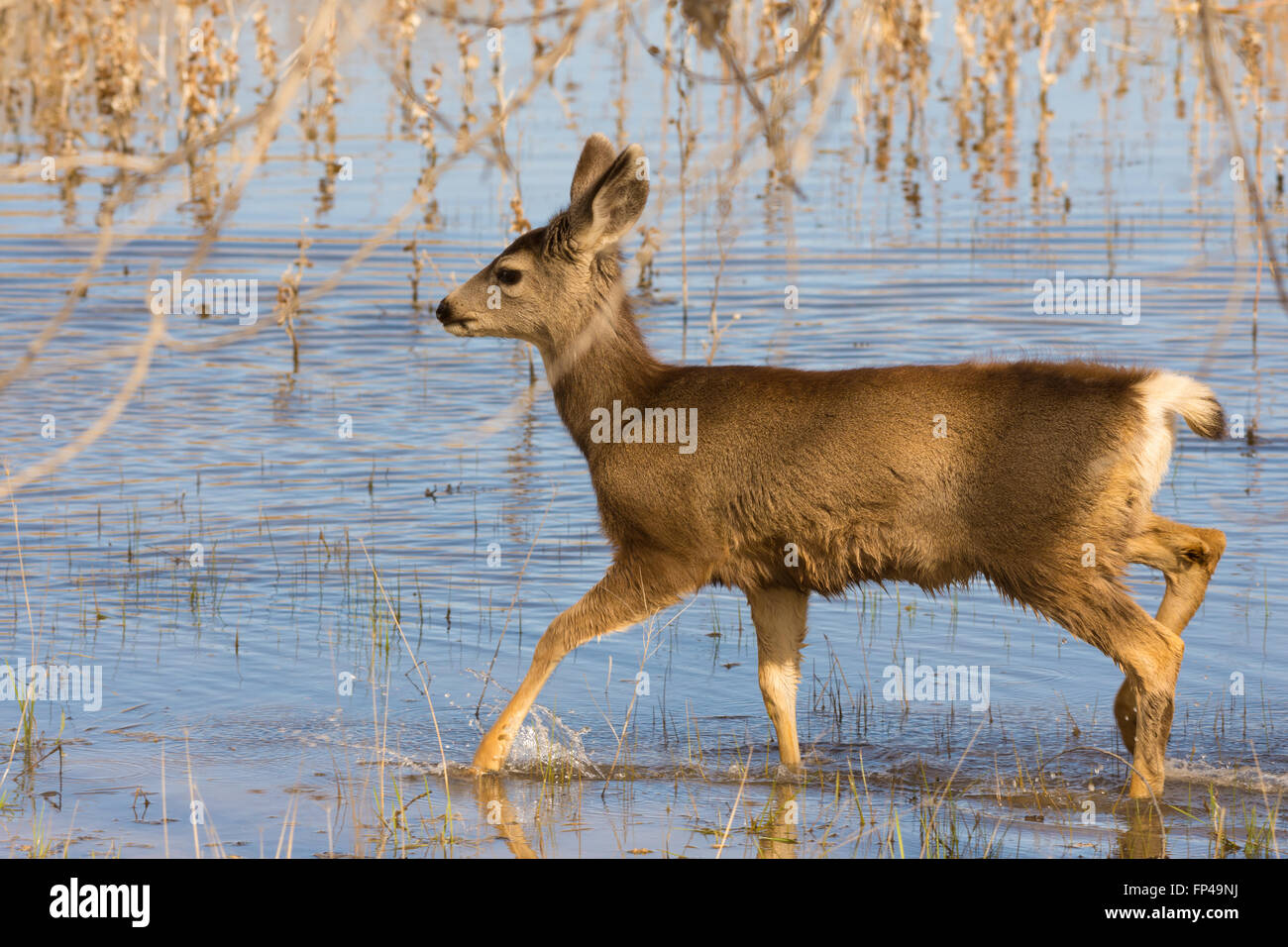 Young Mule Deer, (Odocoileus hemionus), in a marsh at Bosque del Apache National Wildlife Refuge, New Mexico, USA. Stock Photo