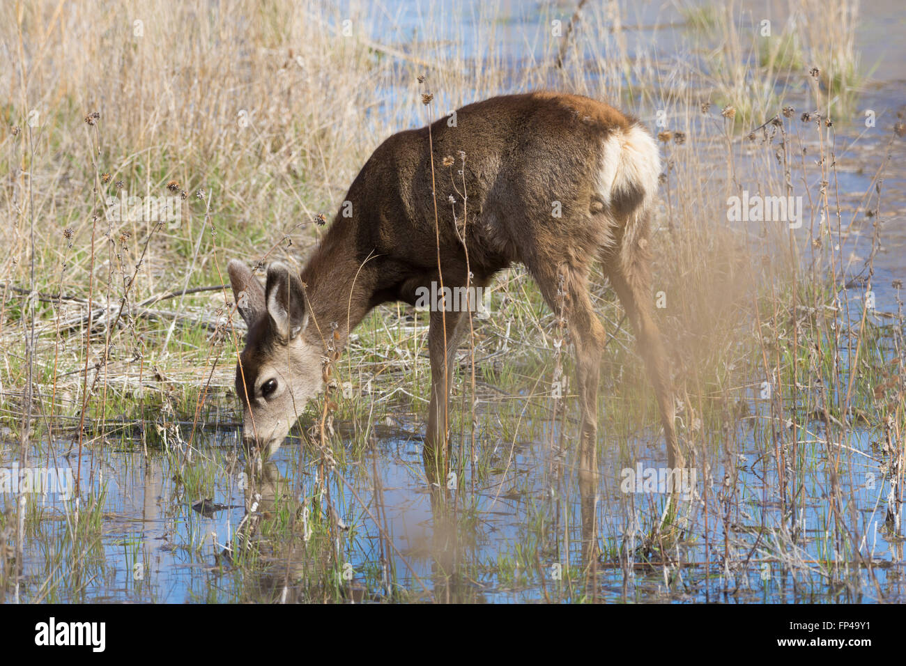 Young Mule Deer, (Odocoileus hemionus), in a marsh at Bosque del Apache National Wildlife Refuge, New Mexico, USA. Stock Photo