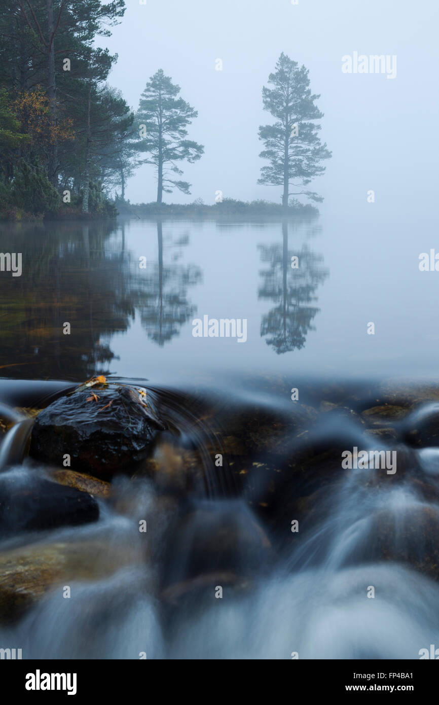 Trees in thick fog at Loch an Eilein in the Cairngorms national park, Scotland Stock Photo