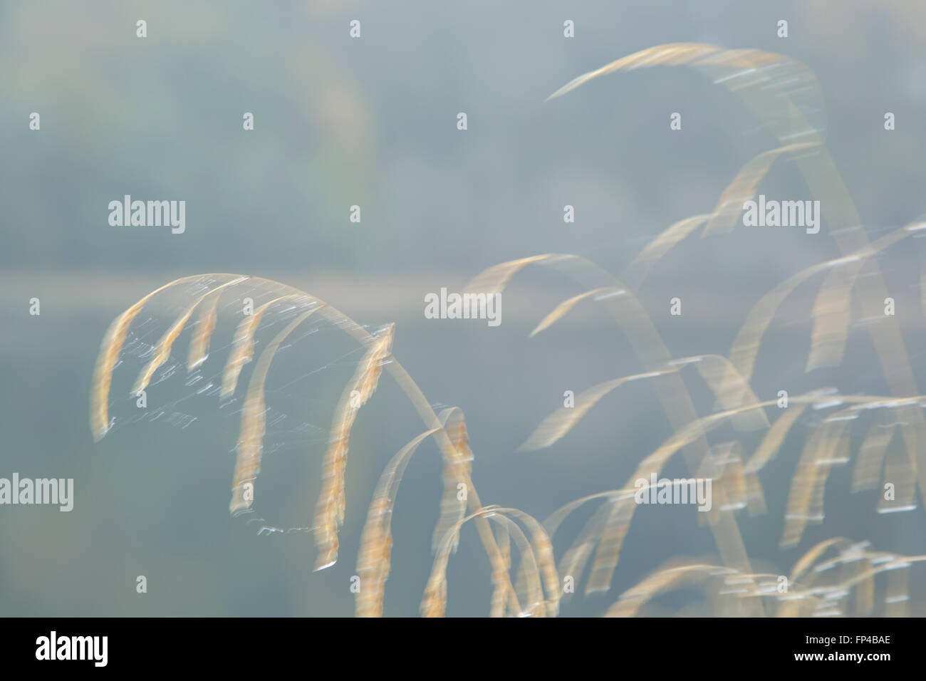 Dew covered grasses moving Stock Photo