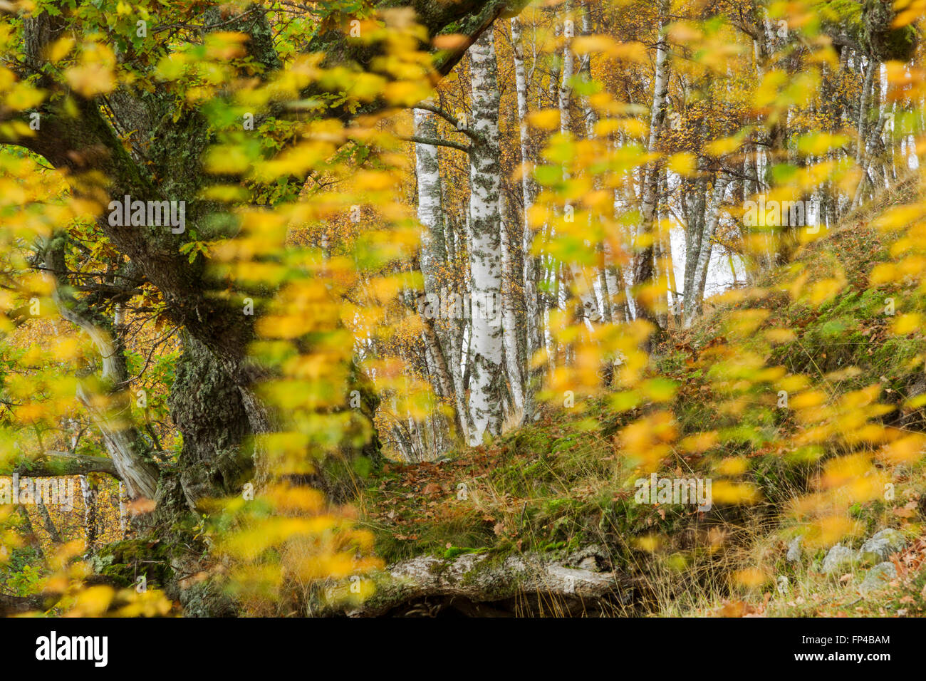 Silver birch woodland, Latin name Betula pendula, showing autumn colours Stock Photo