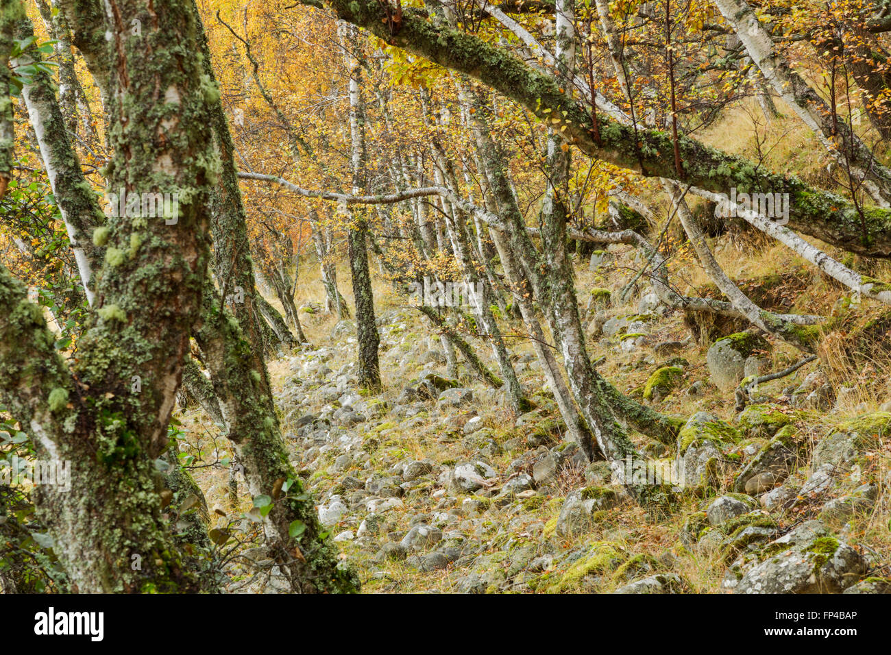 Silver birch woodland, Latin name Betula pendula, showing autumn colours Stock Photo