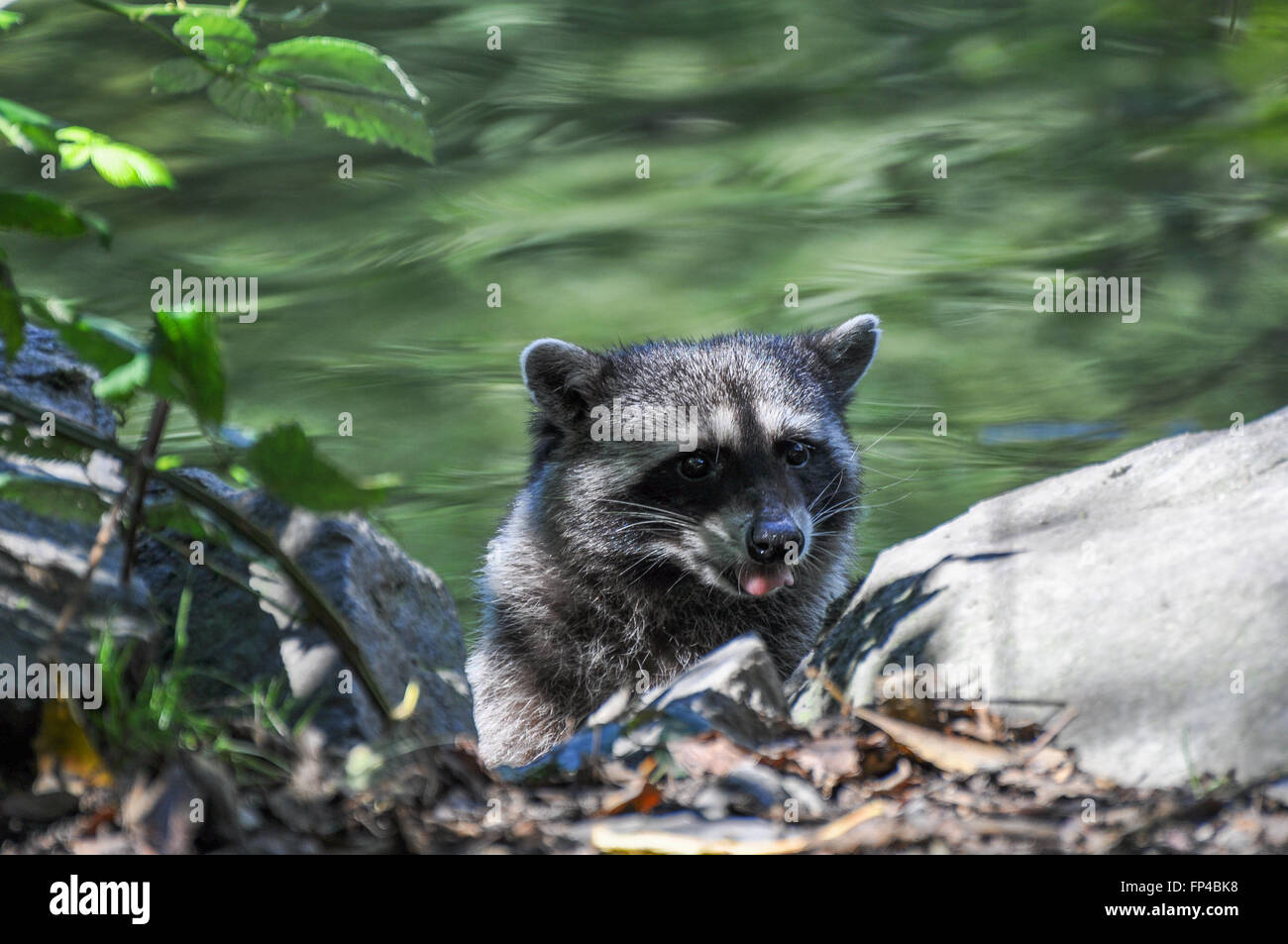 Procyon lotor: Raccoon baby leaping out of a lake. Stock Photo