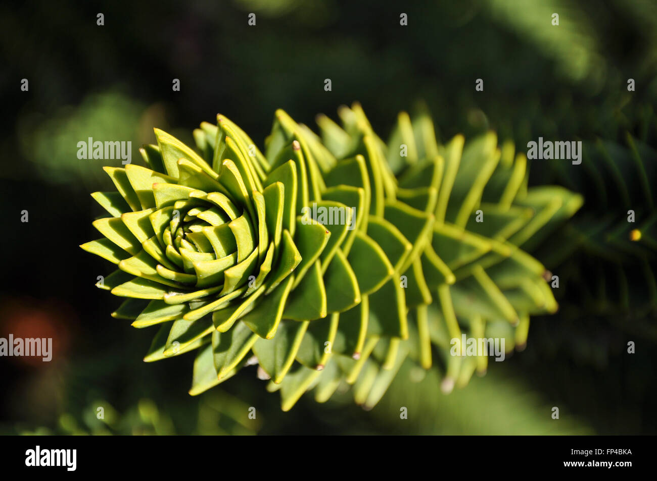 Araucaria araucana: A close-up of a Monkey Puzzle Tree branch in sunlight. Stock Photo