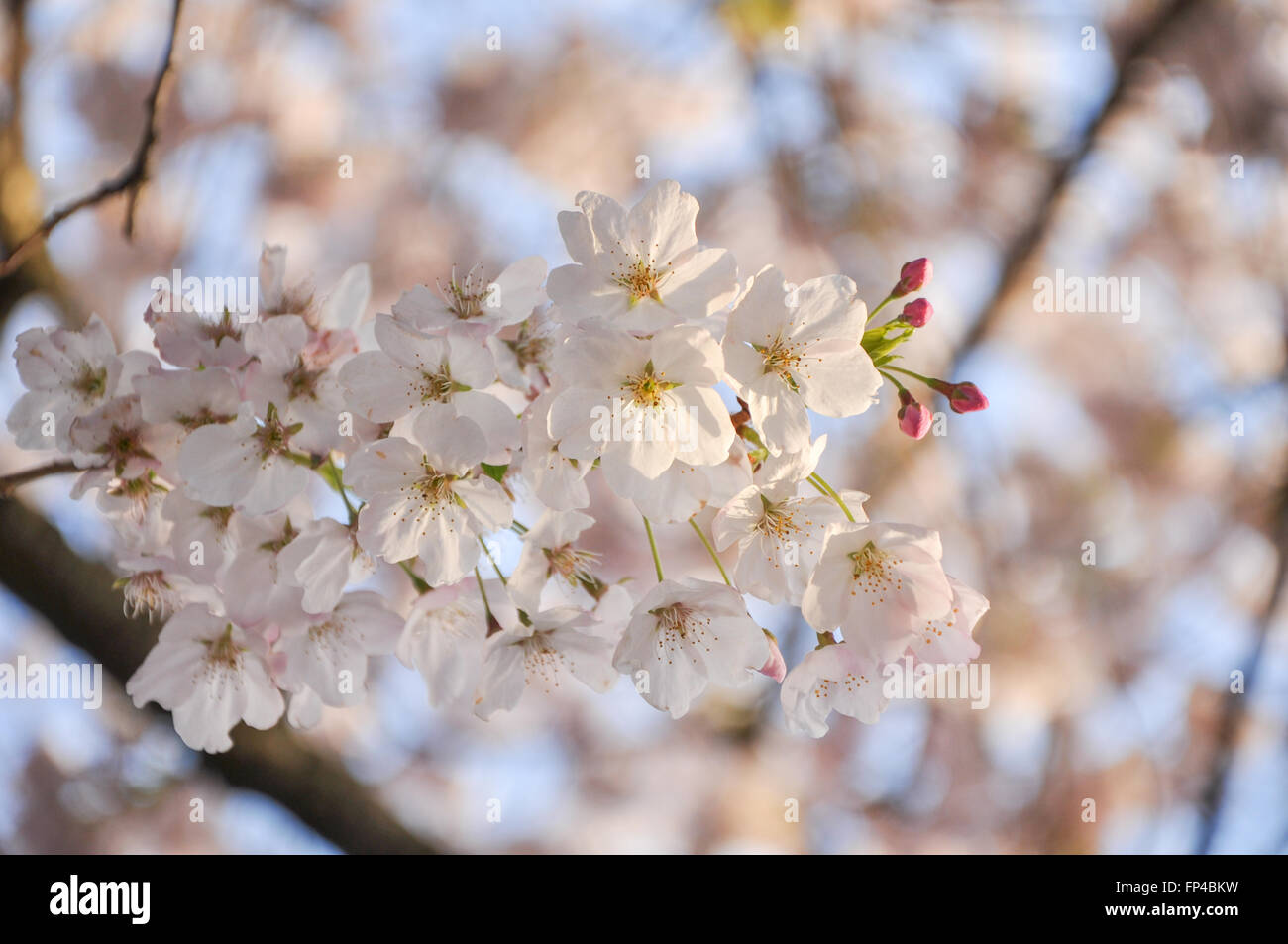 Cherry Tree blossom in sunlight in spring Stock Photo