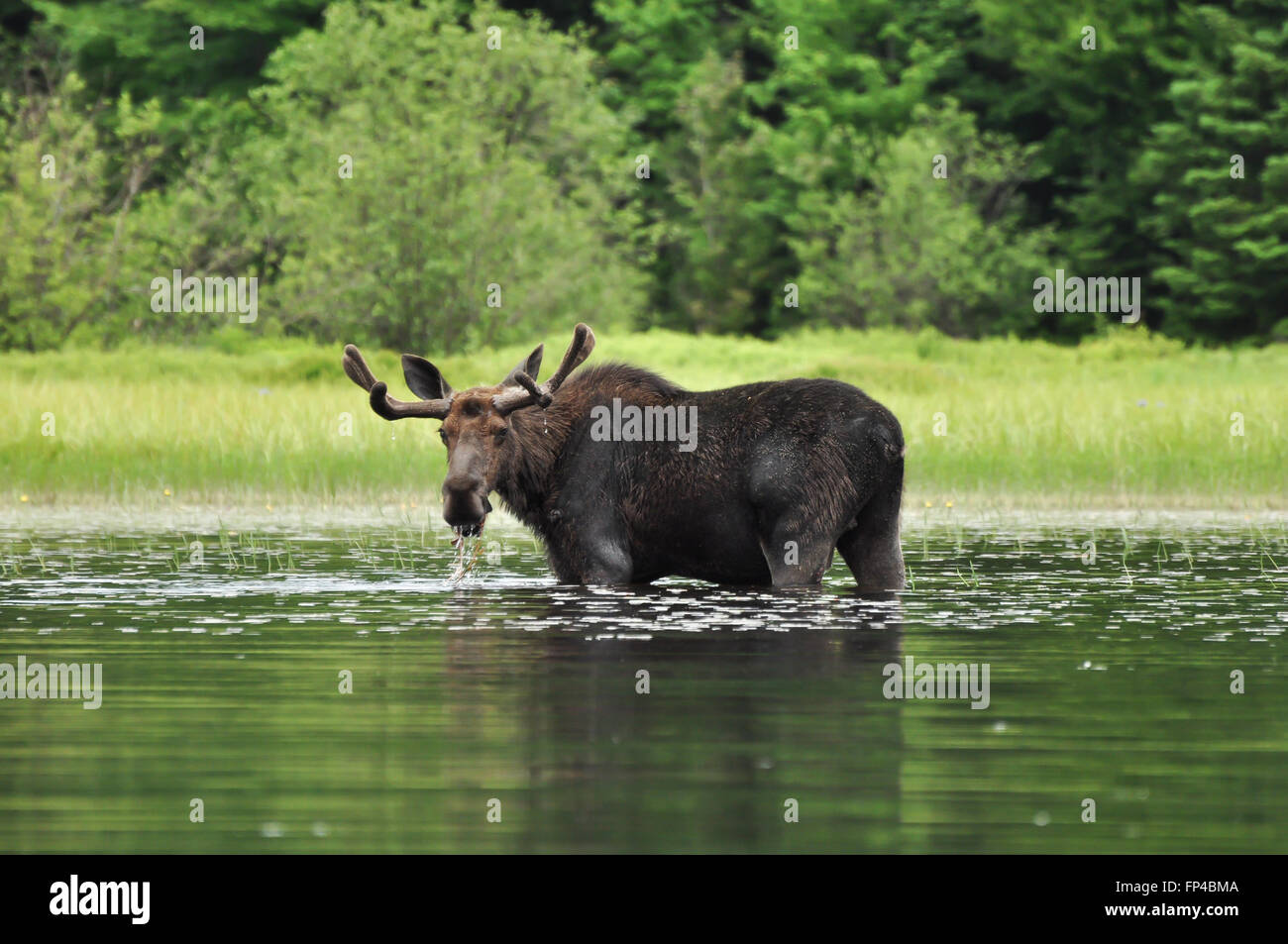 Alces Alces: A Moose standing in a lake in Algonquin National Park, Ontario, Canada Stock Photo